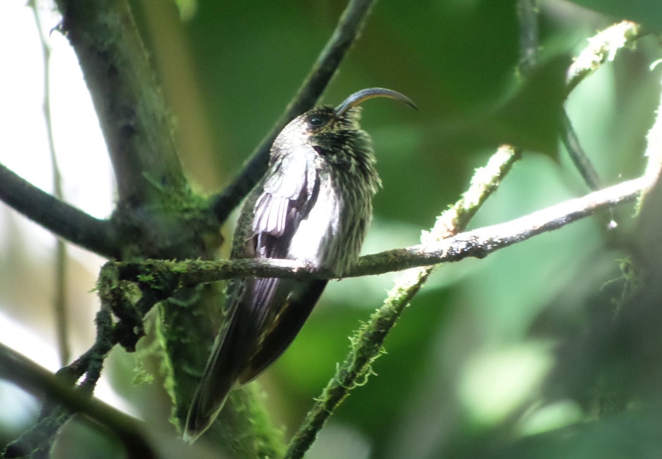 buff-tipped sicklebill