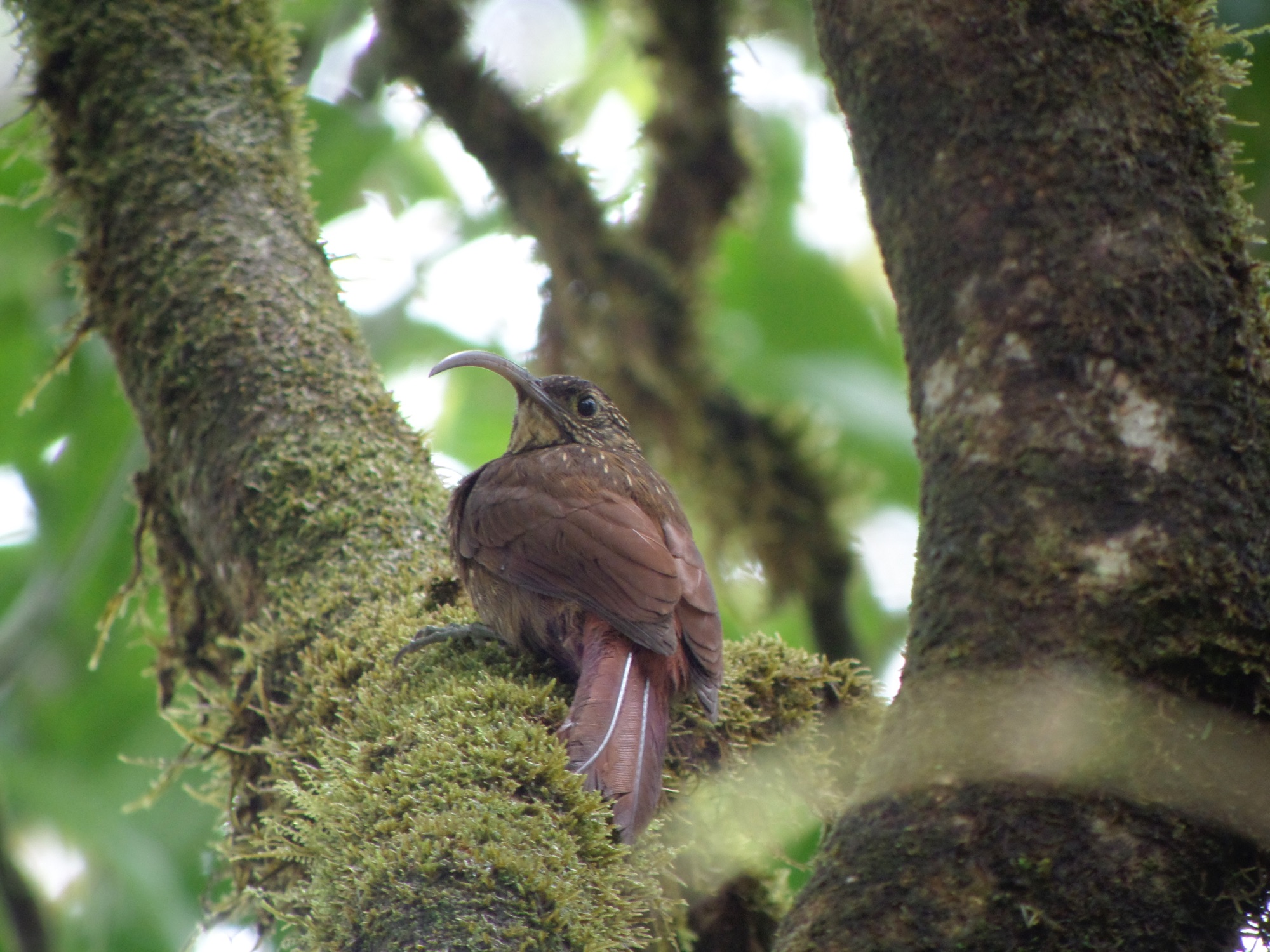 brown-billed scythebill