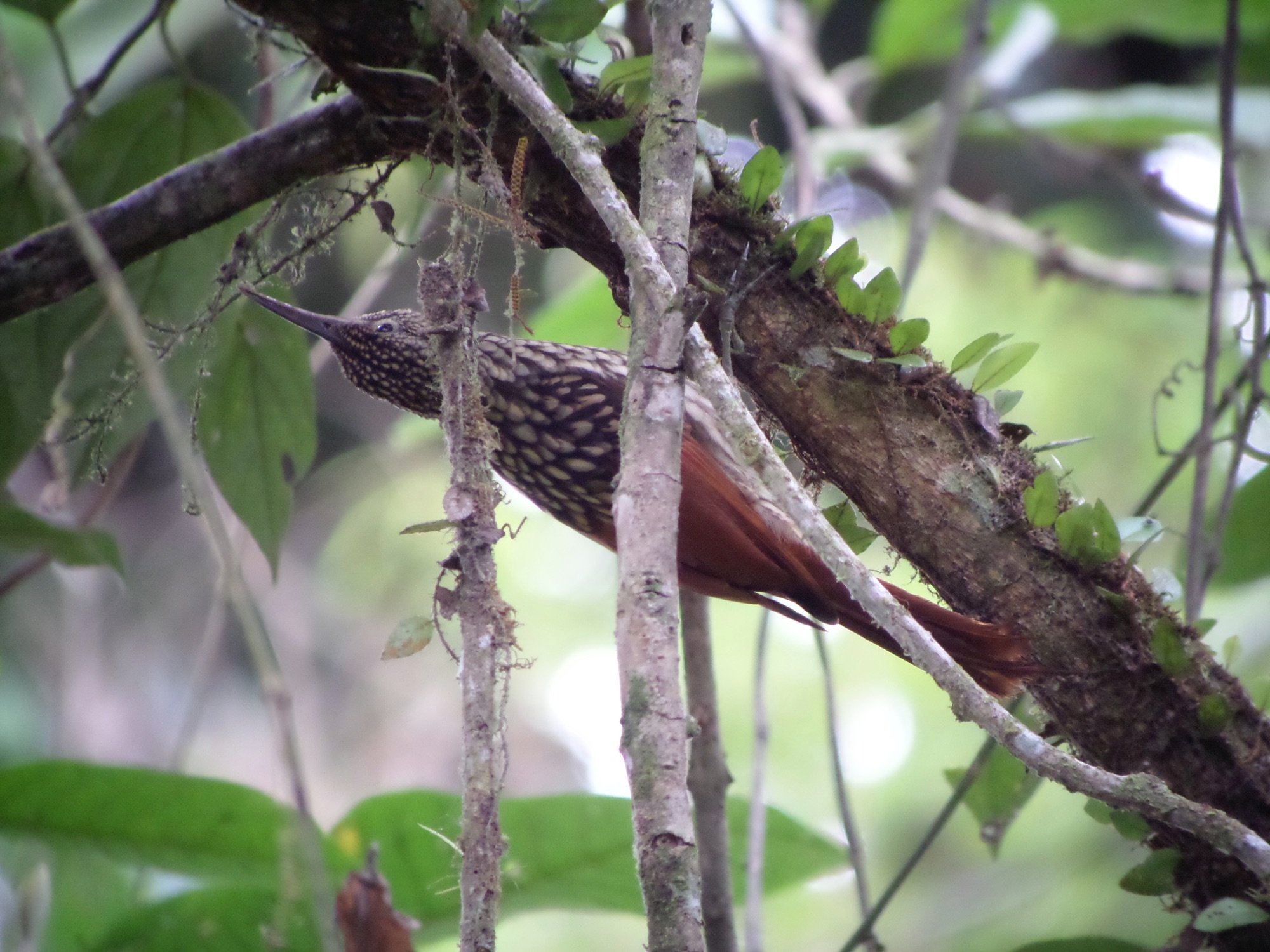 black-striped woodcreeper