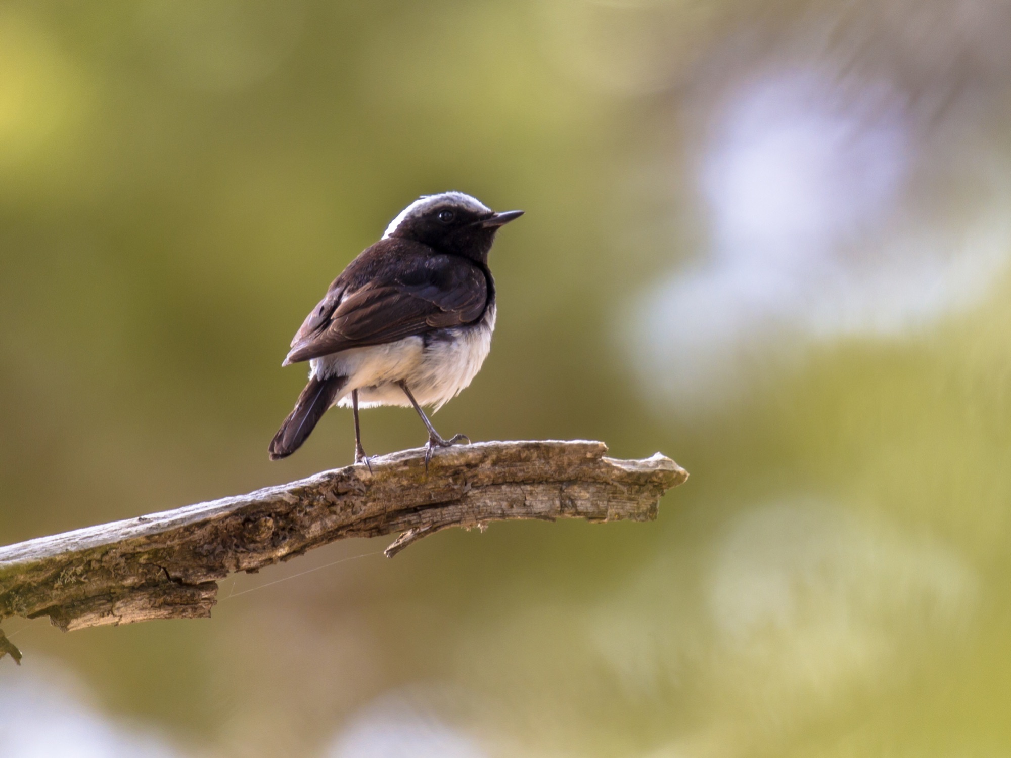 cyprus warbler