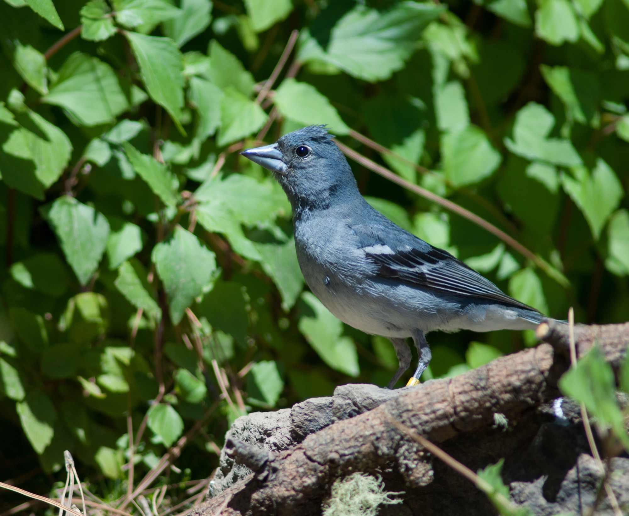 gran canaria blue chaffinch