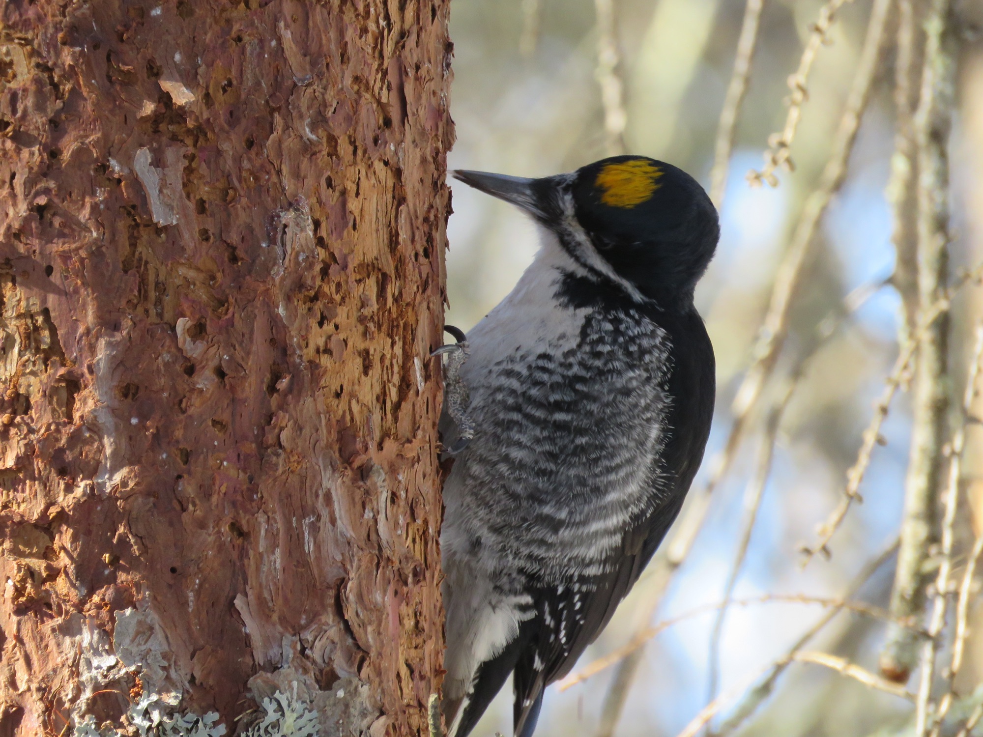 black-backed woodpecker