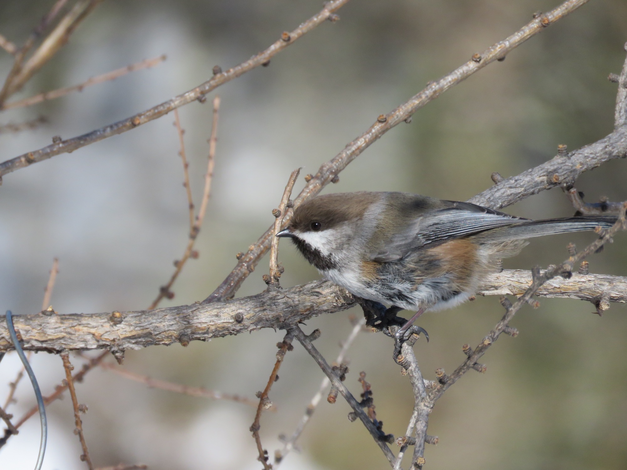 Boreal Chickadee