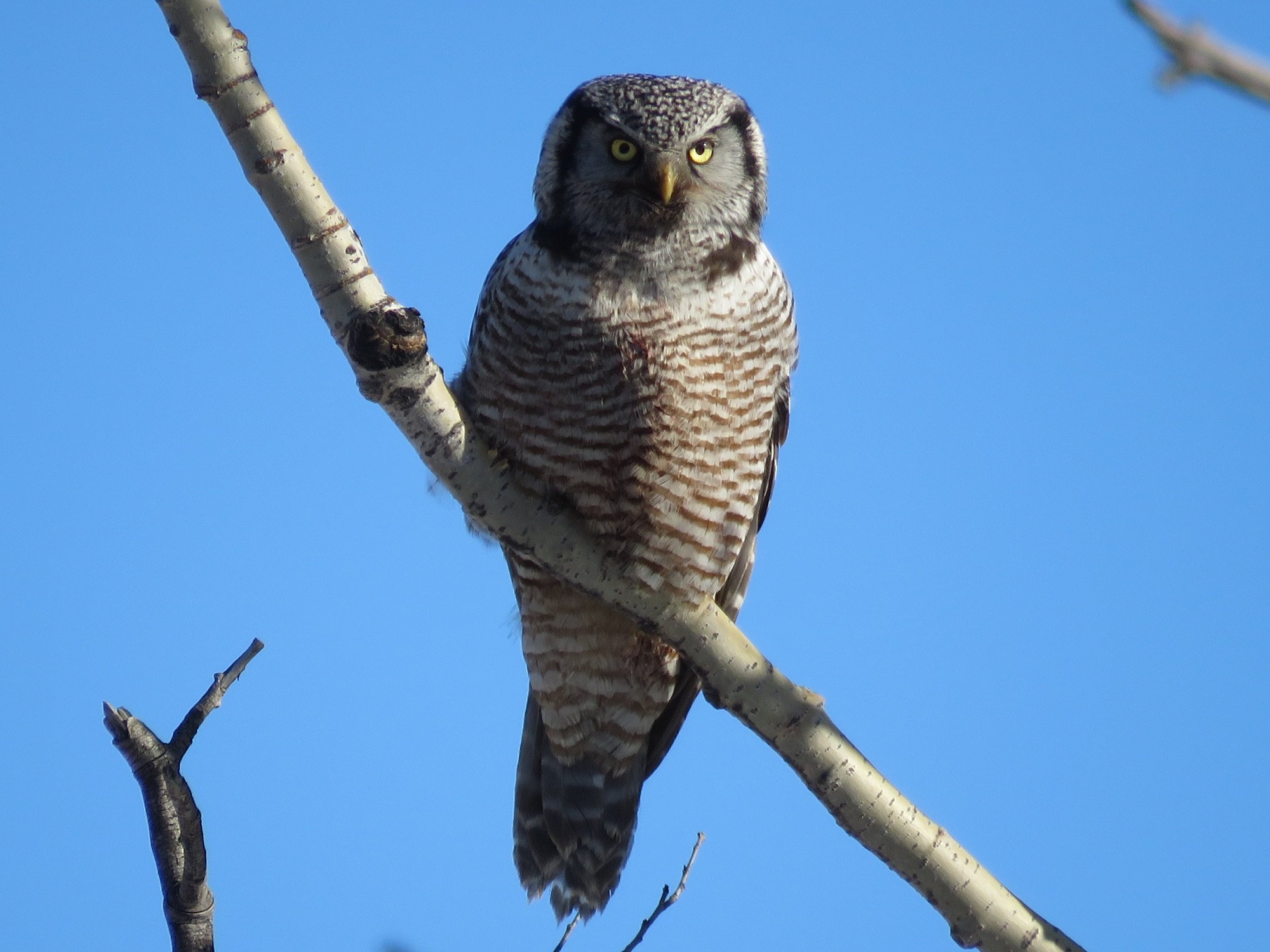 Northern Hawk Owl