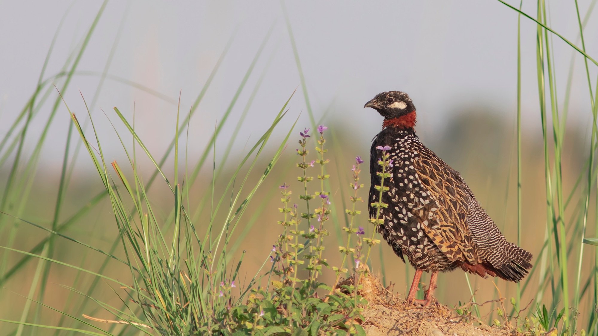 black francolin