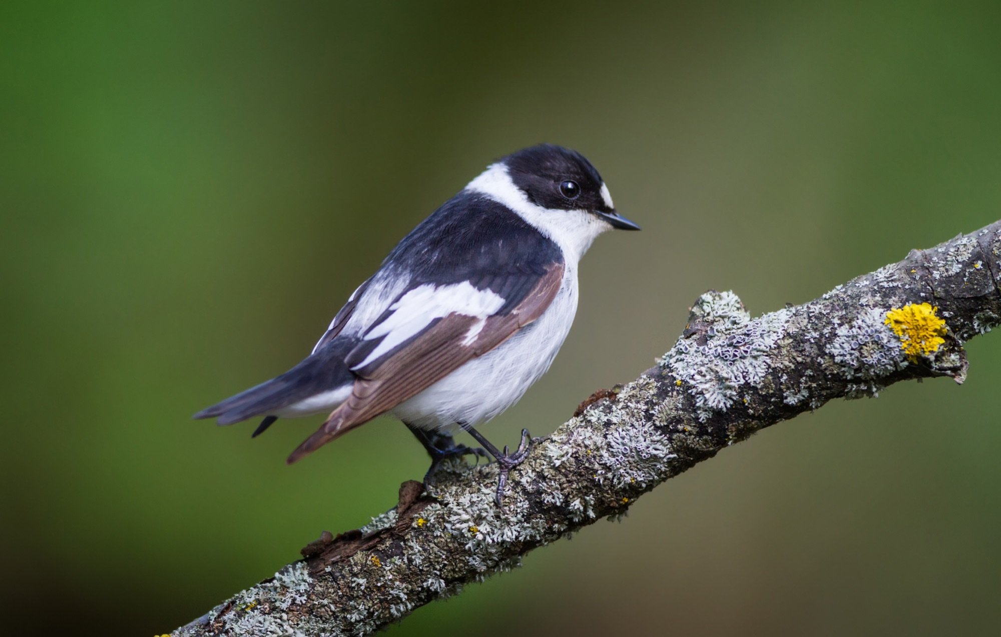 collared flycatcher