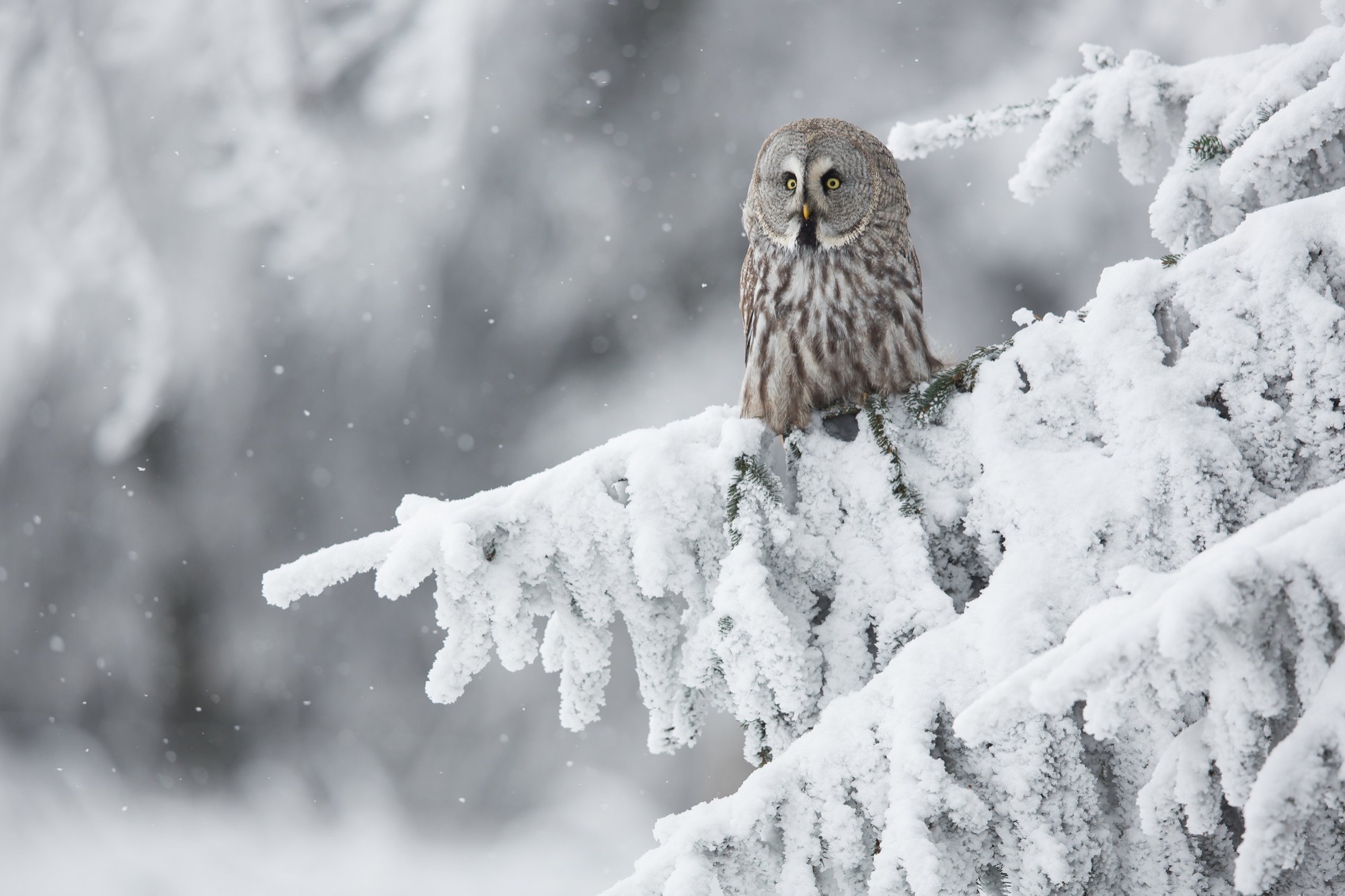 Great Grey Owl