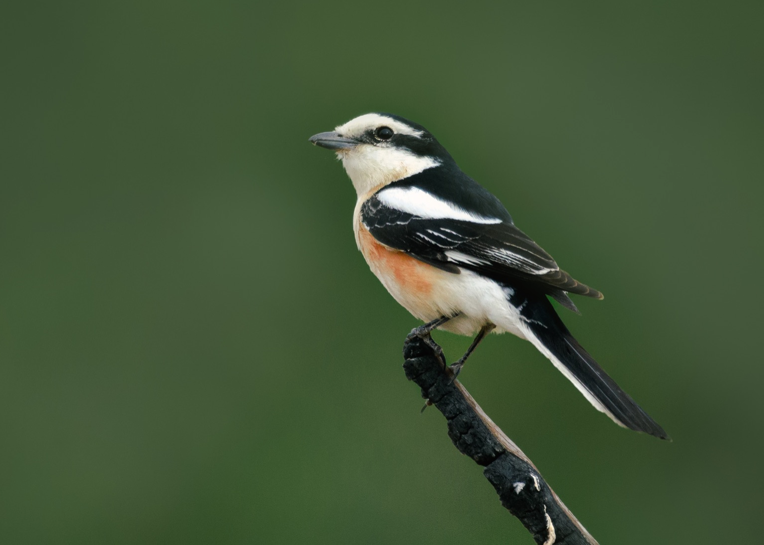 masked shrike