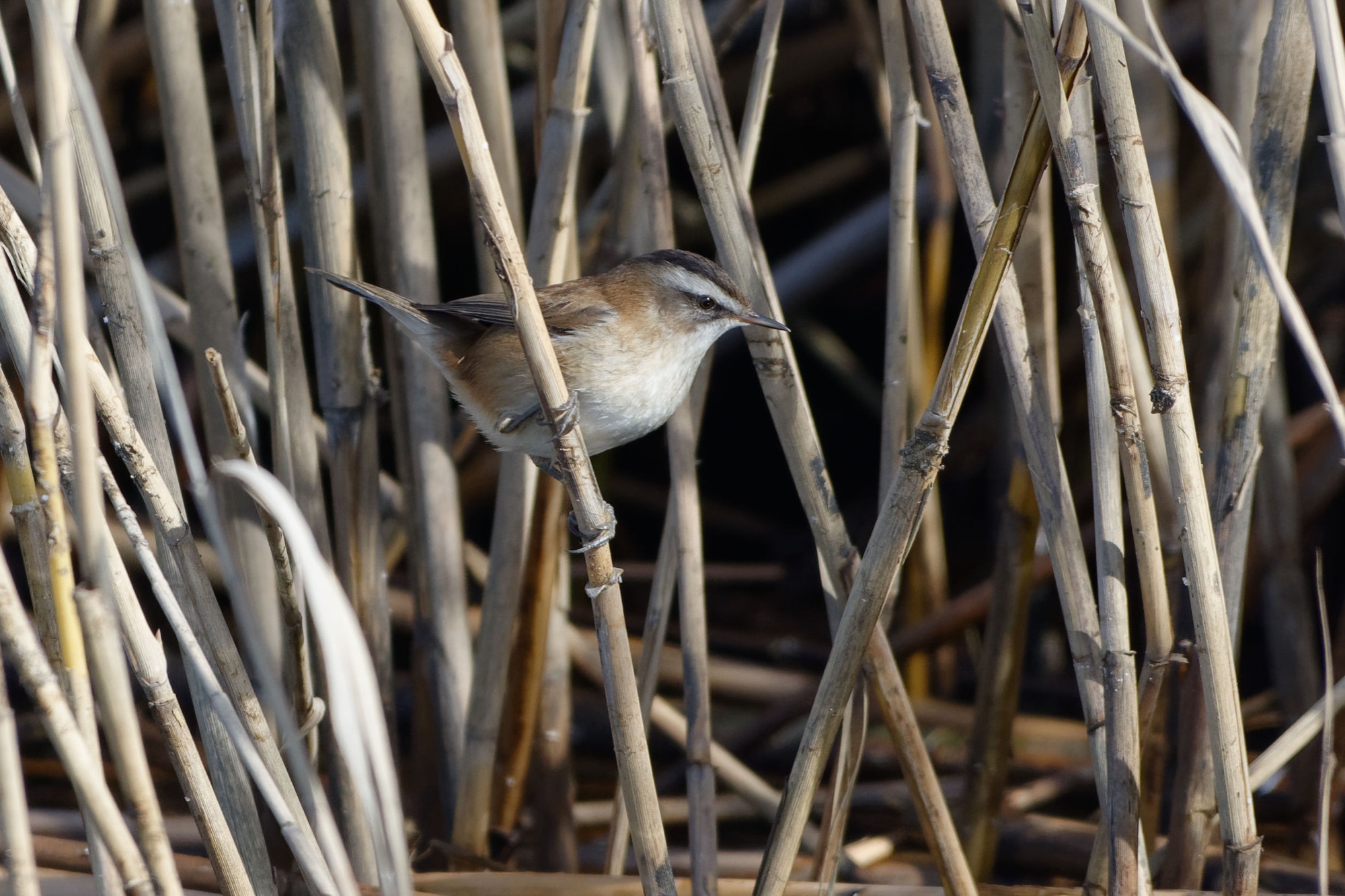 moustached warbler