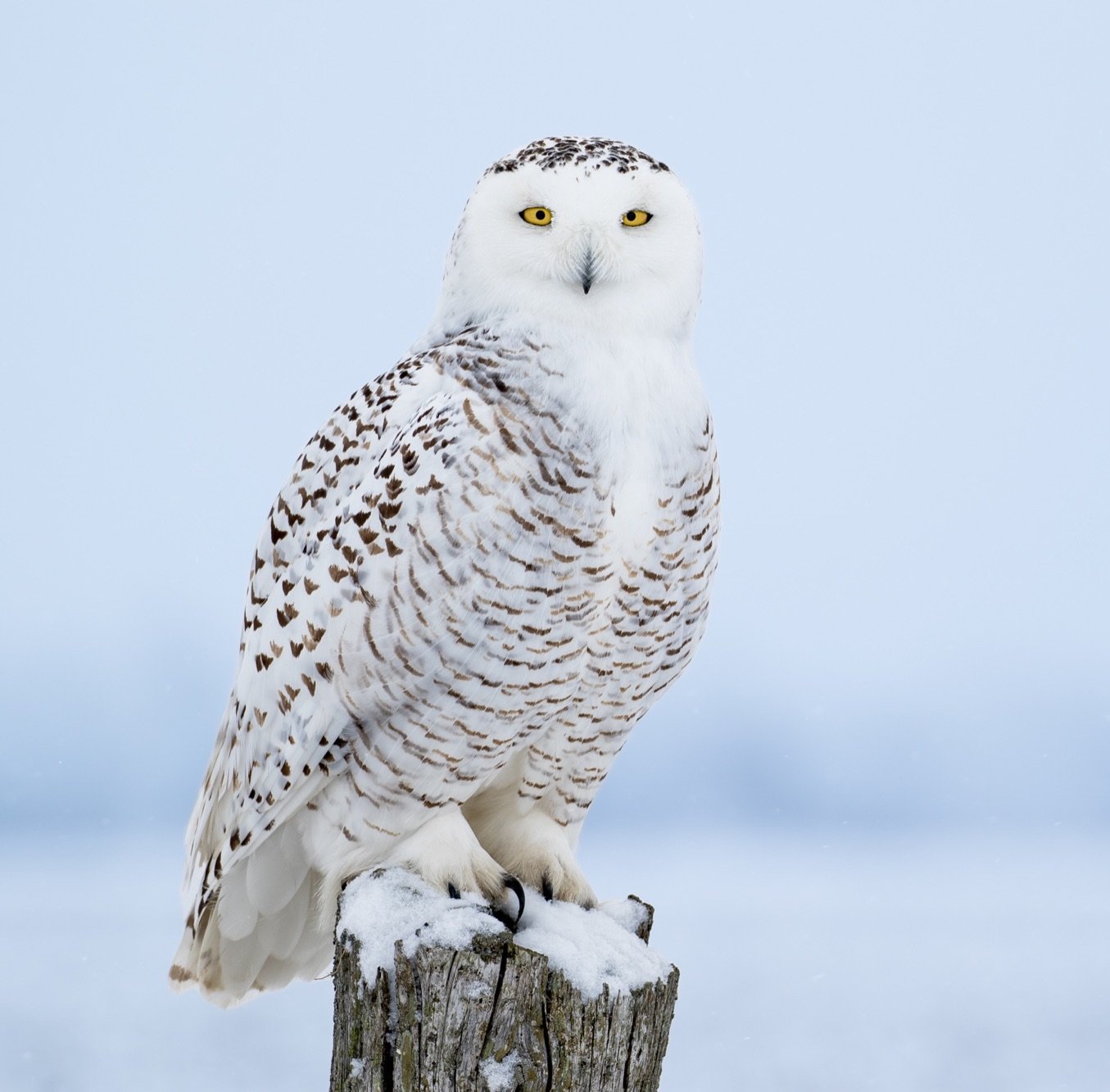 snowy owl