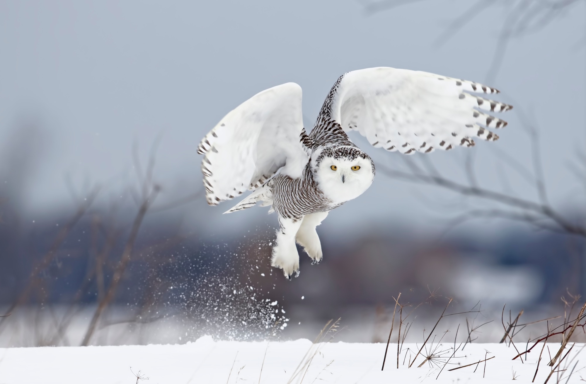 Snowy Owl