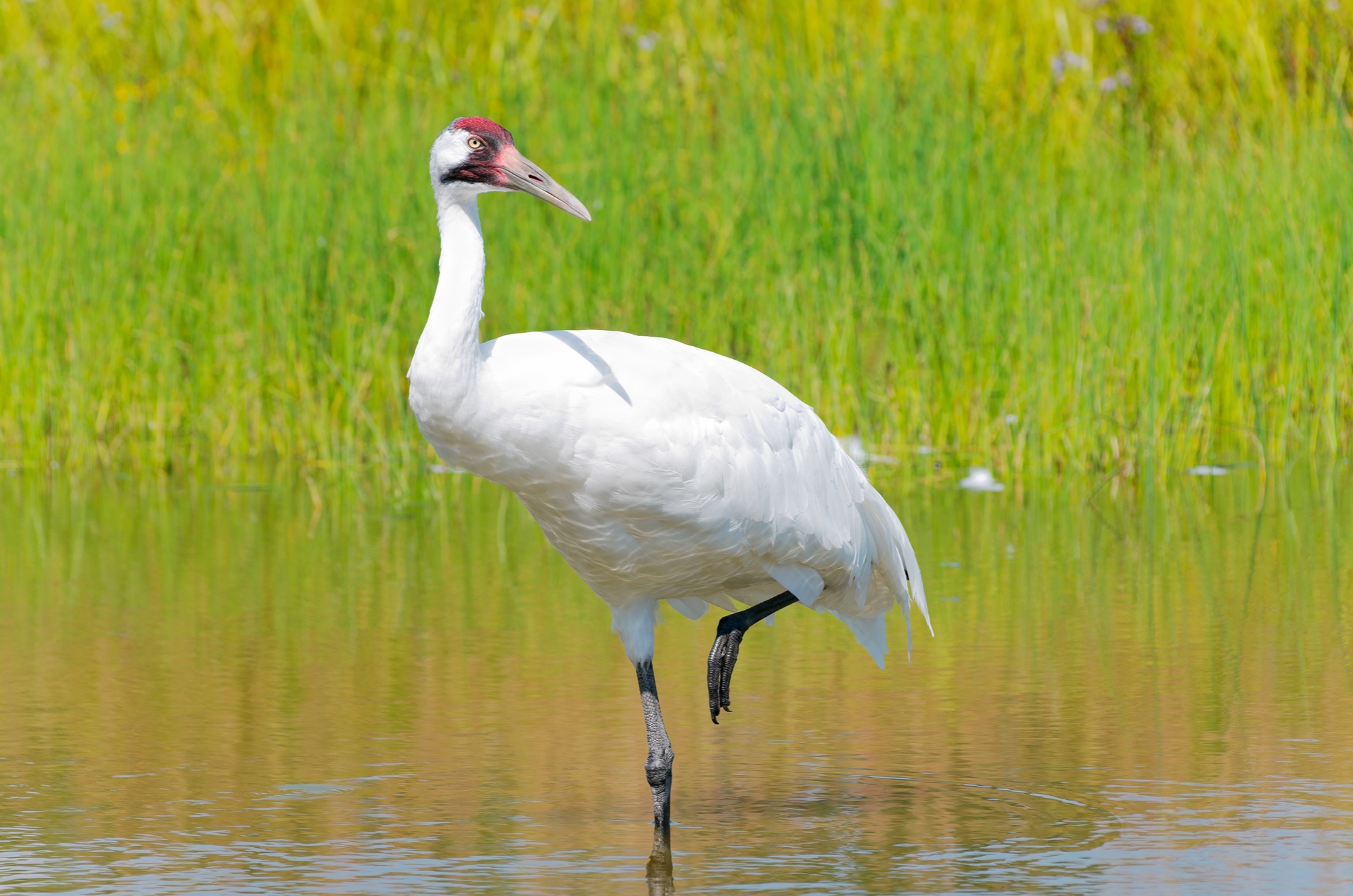 whooping crane