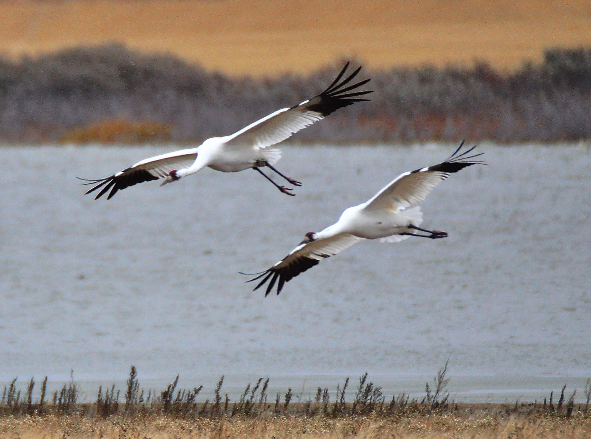 Whooping Crane