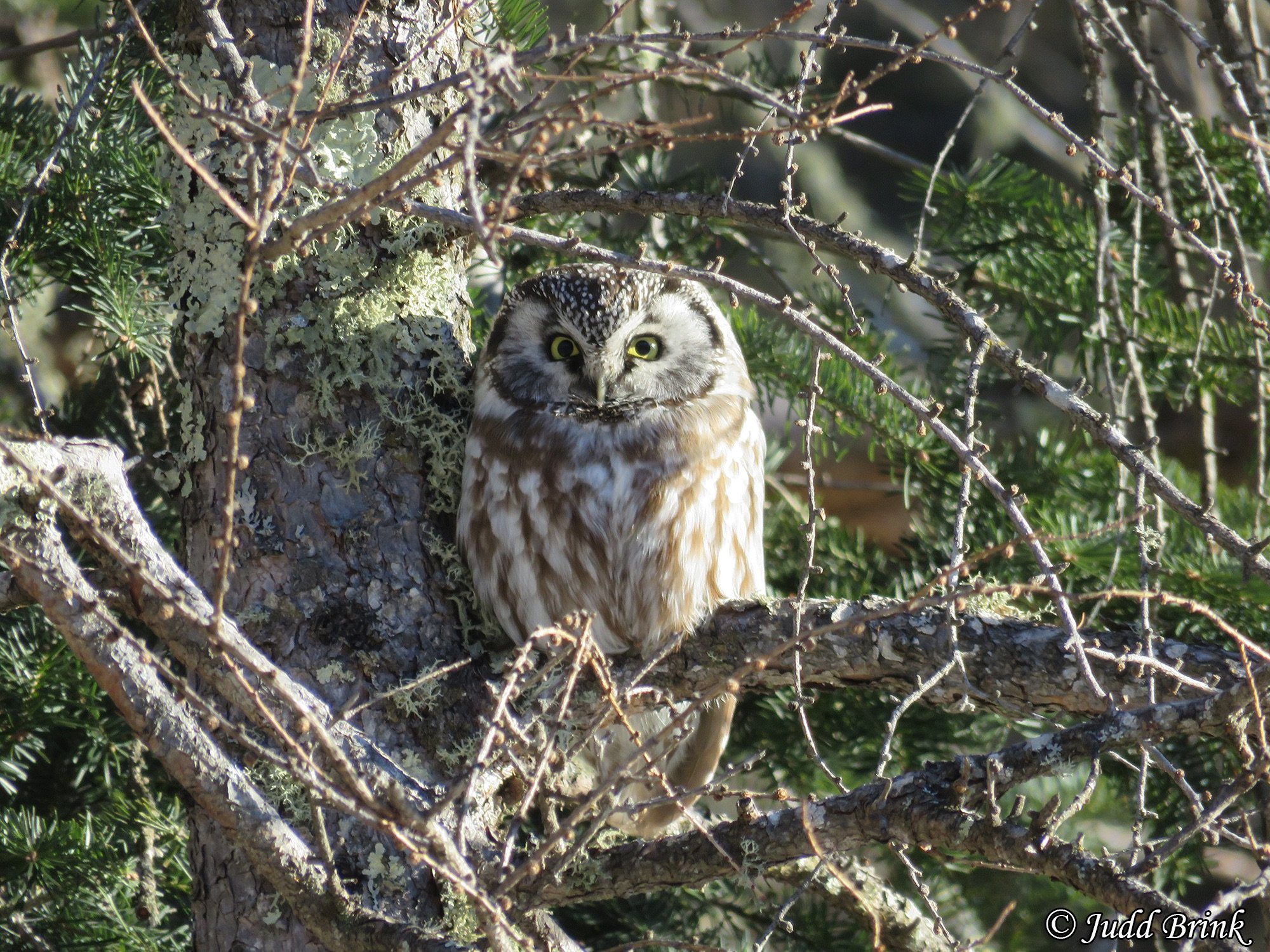 boreal owl