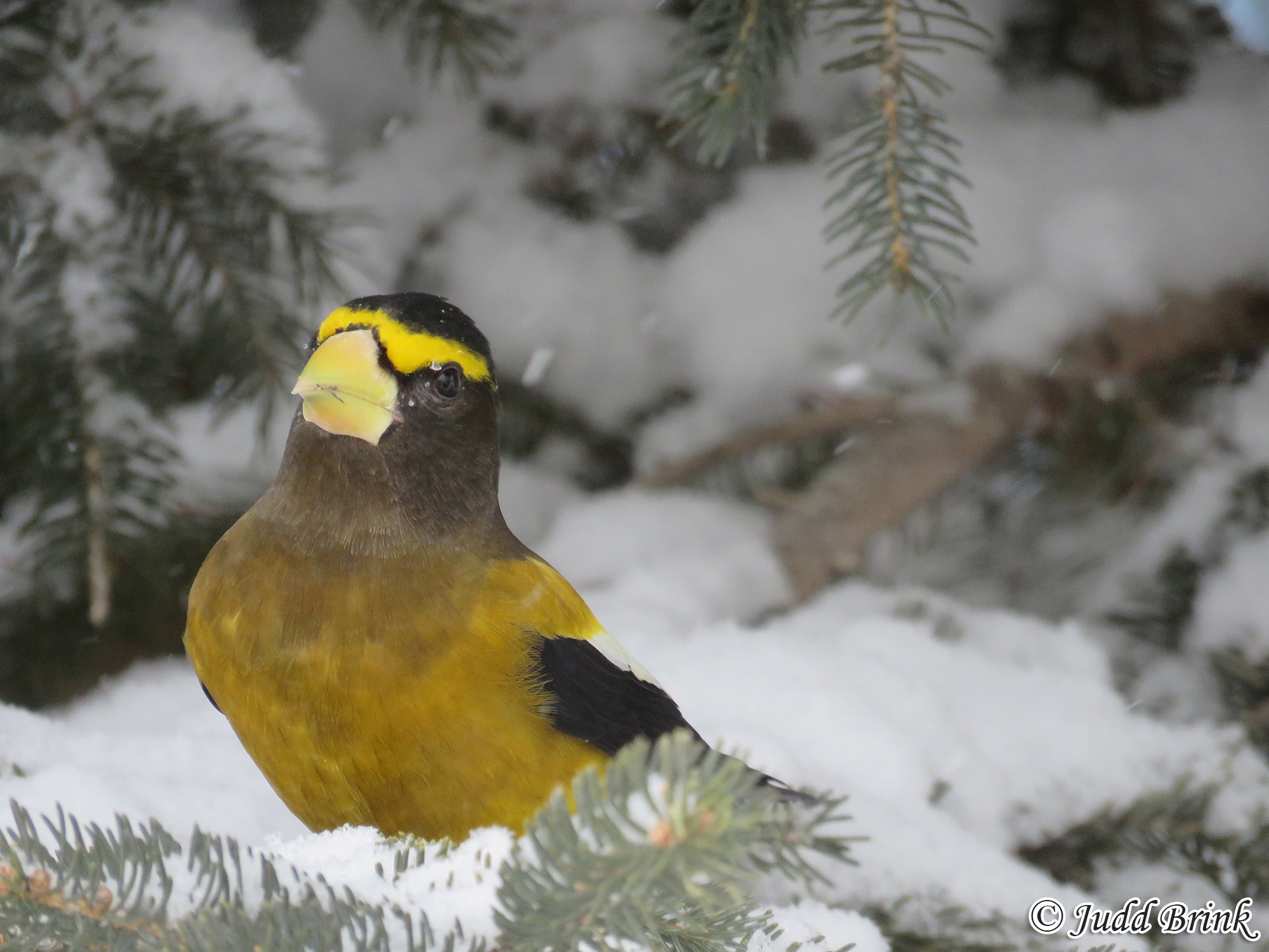 evening grosbeak