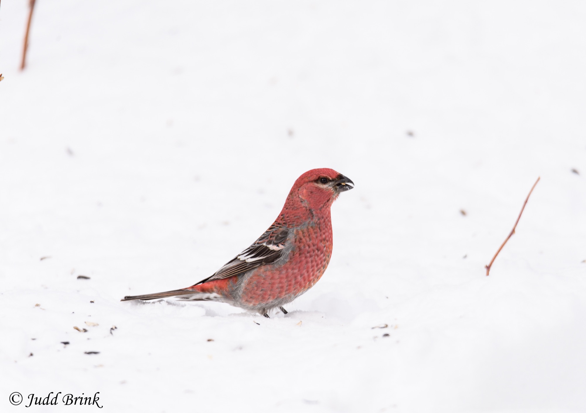 pine grosbeak