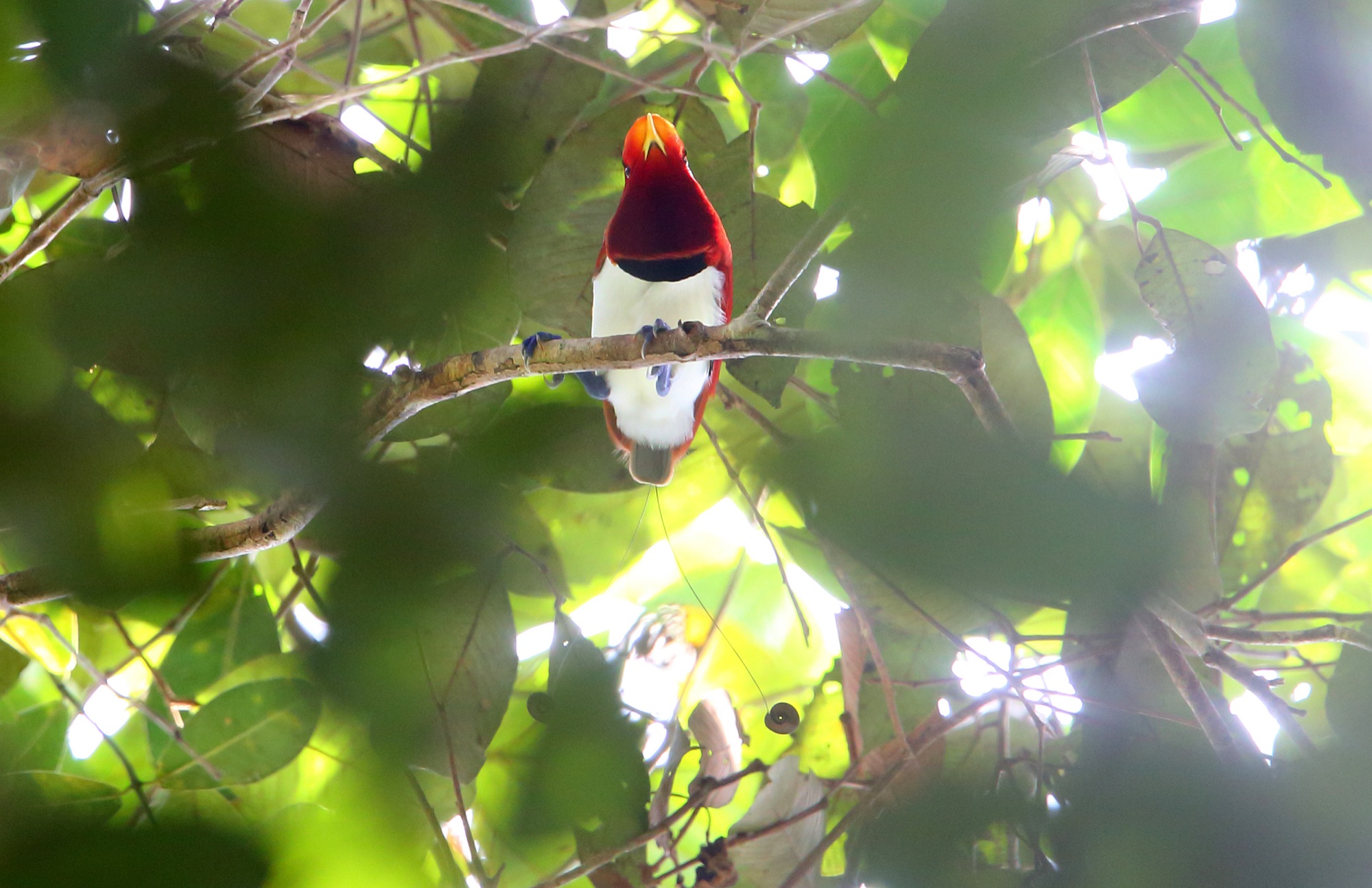 king bird-of-paradise