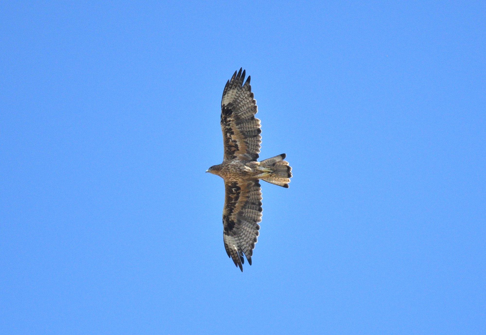 BONELLI'S EAGLE