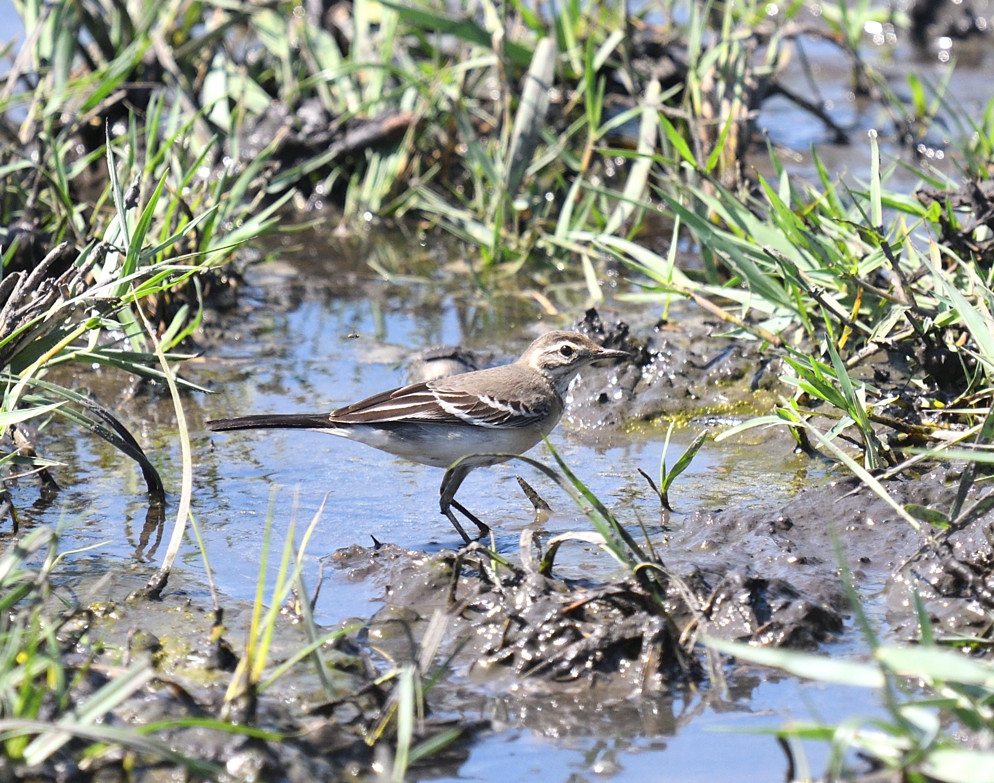 citrine wagtail