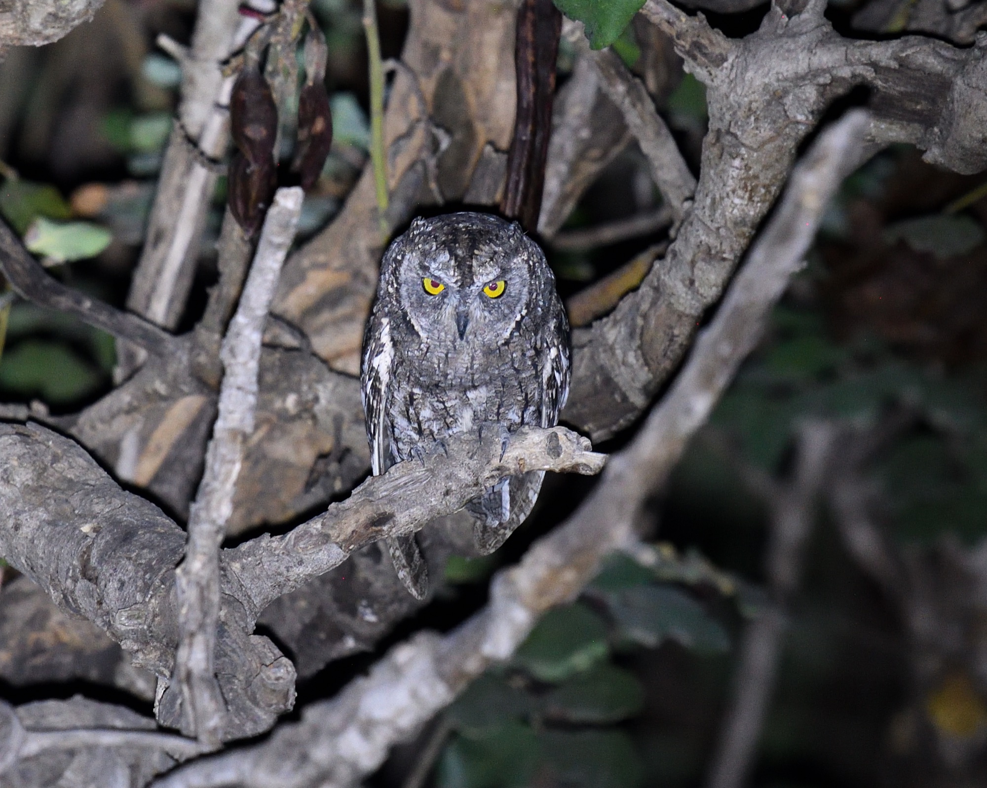 Cyprus Scops Owl