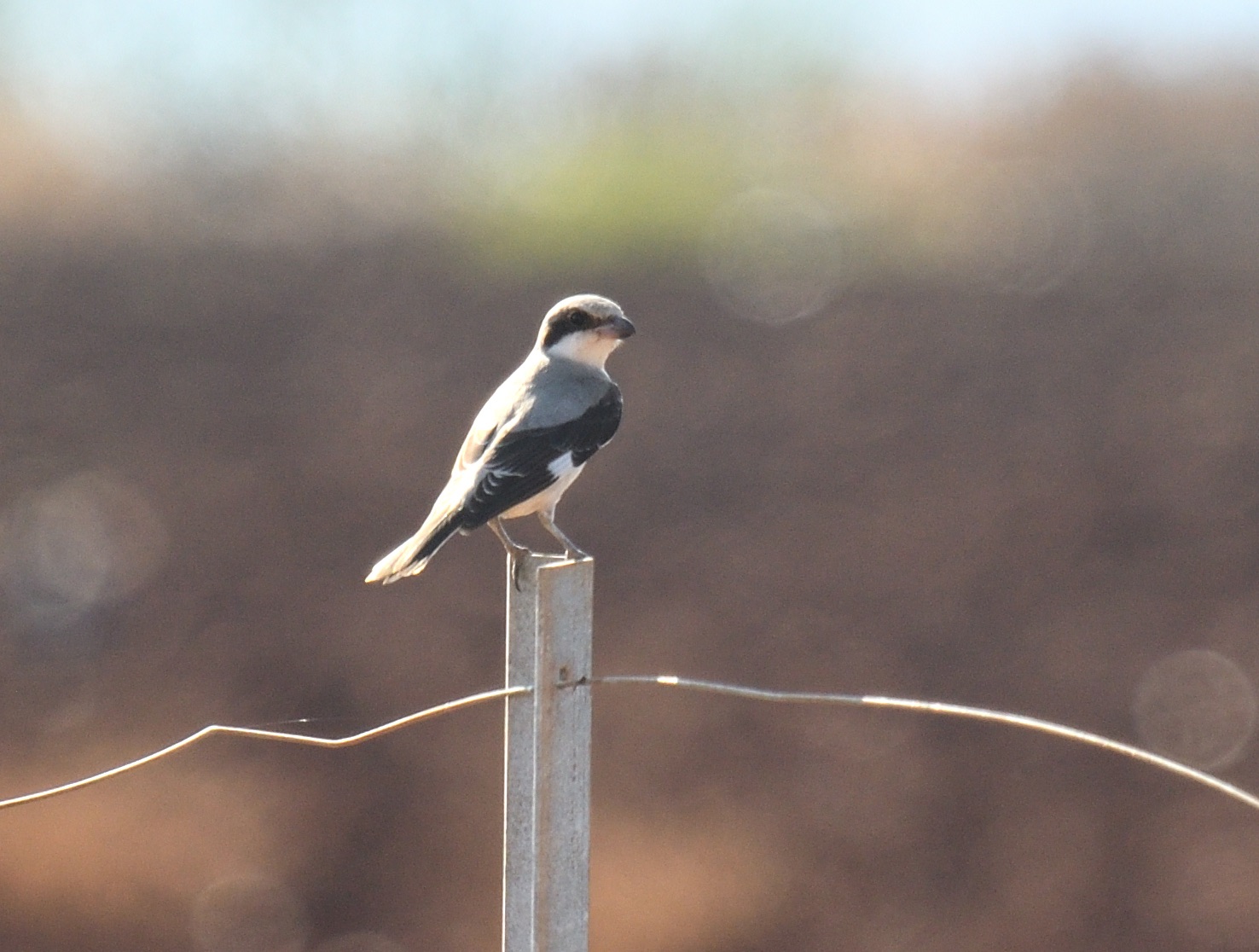 Lesser Grey Shrike