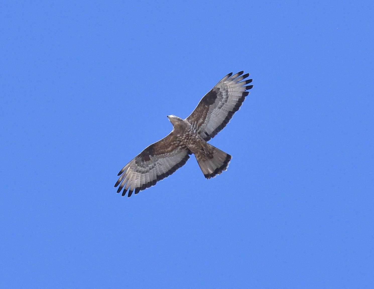 european honey buzzard