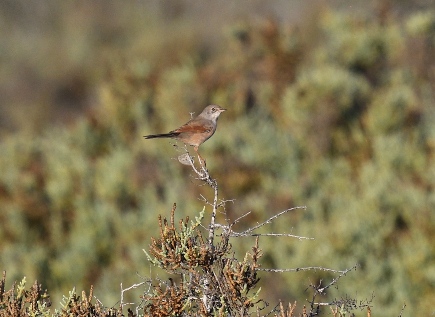 spectacled warbler