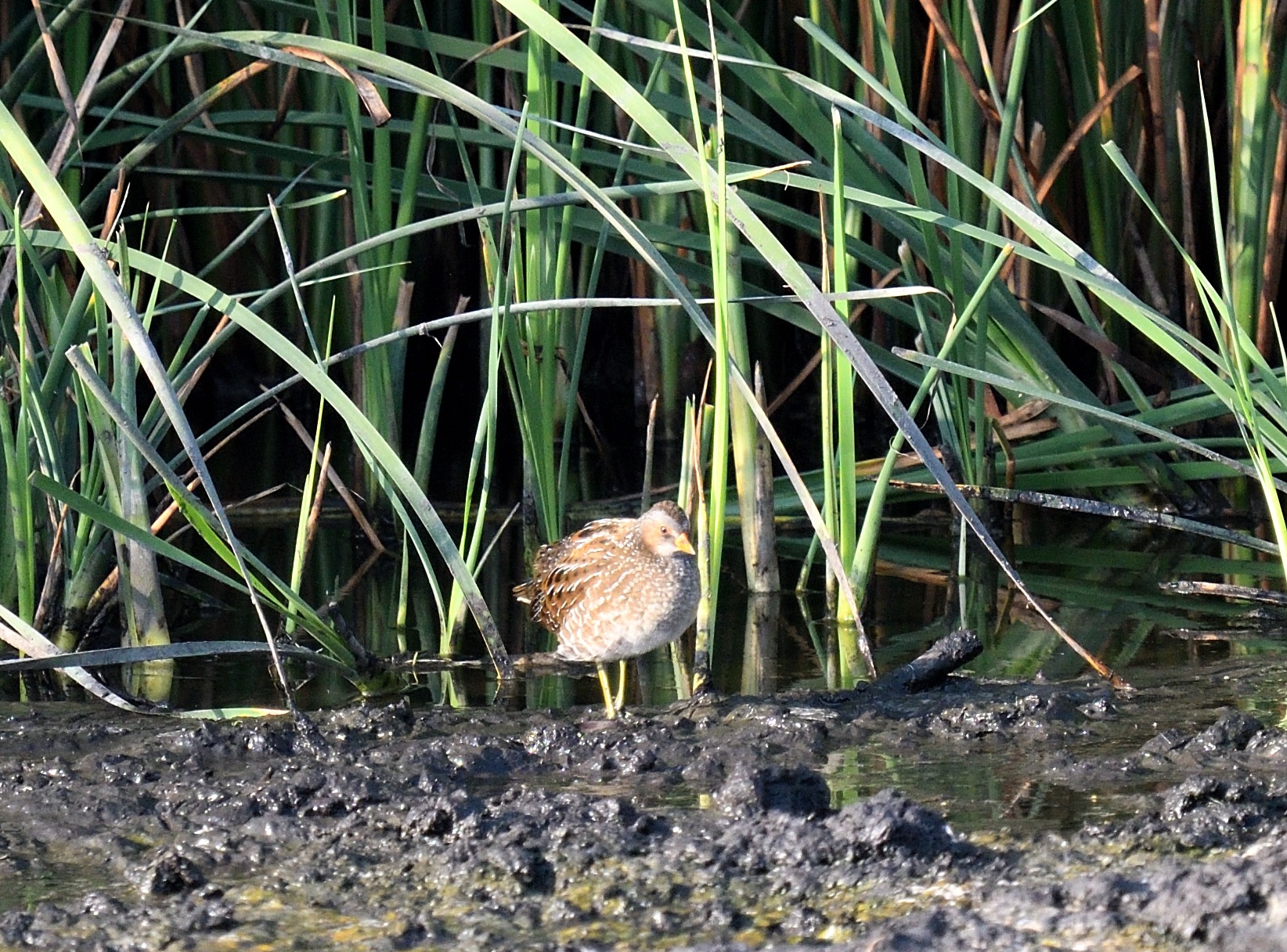 Spotted Crake