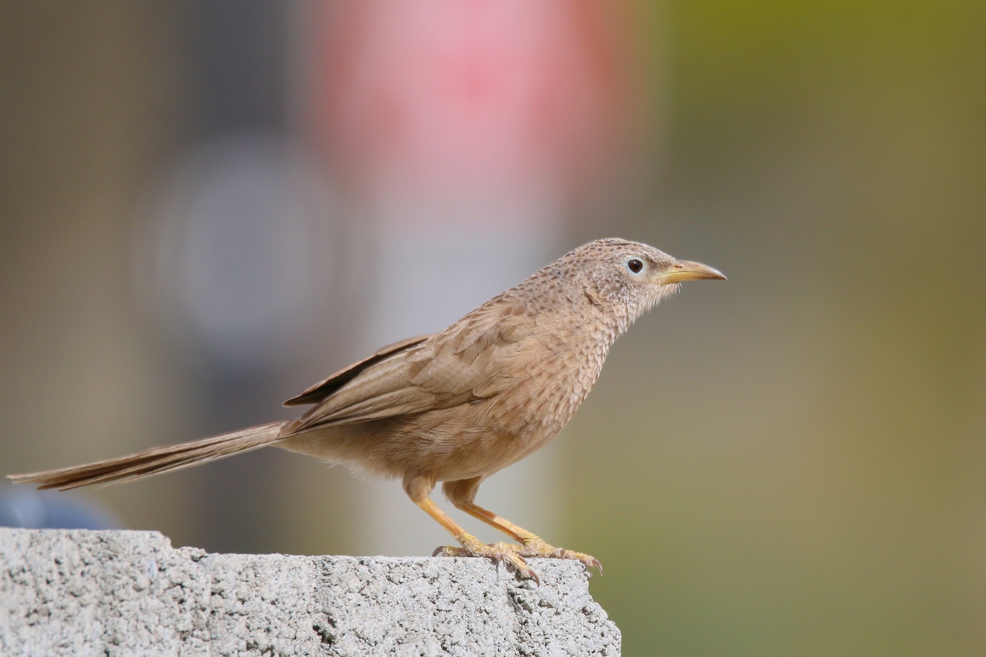 arabian babbler