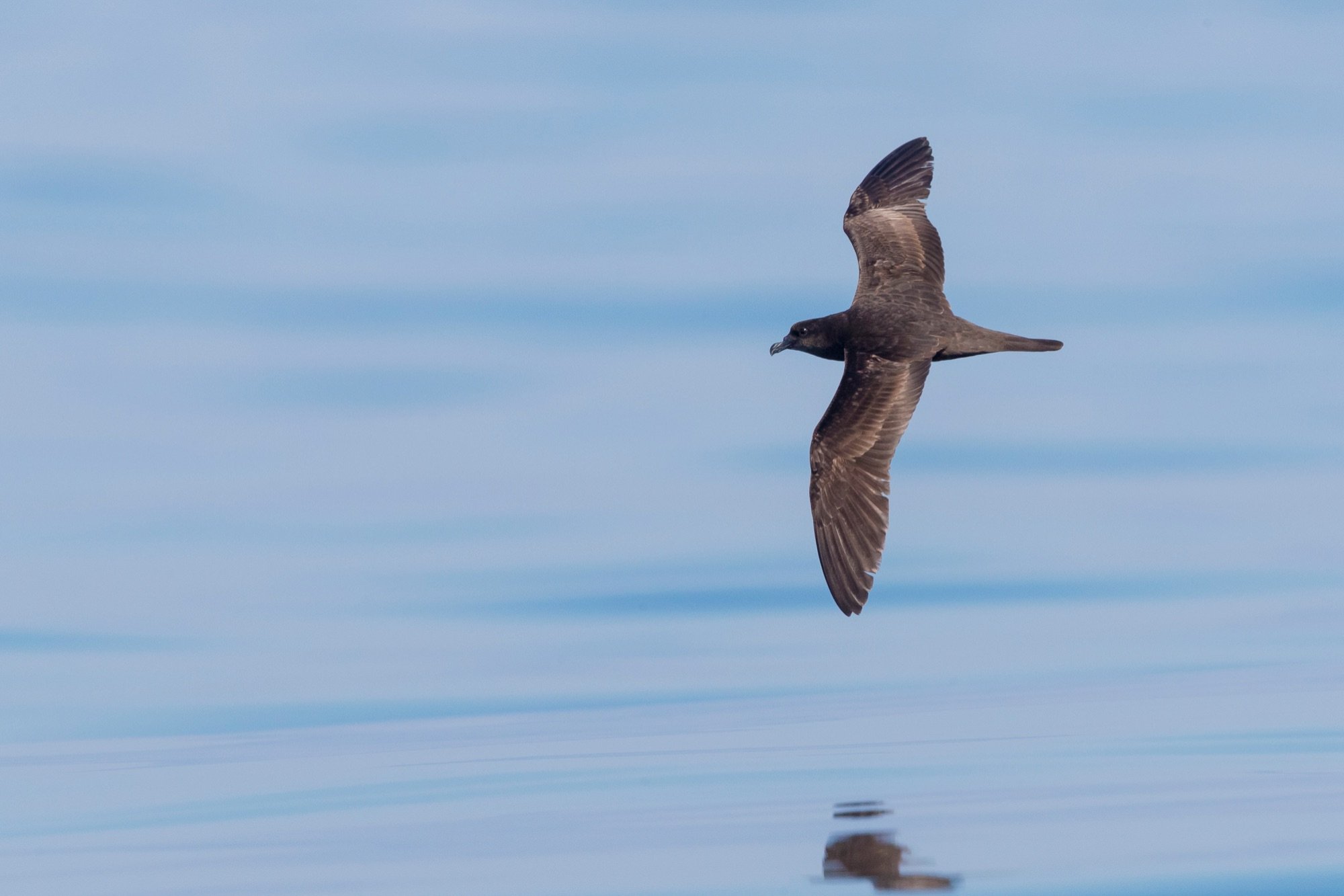 Jouanin's Petrel