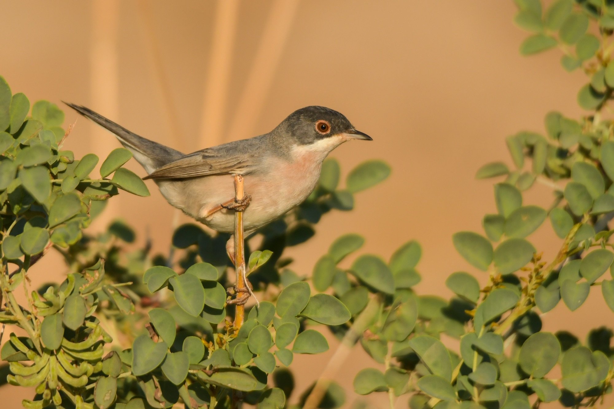 menetries's warbler