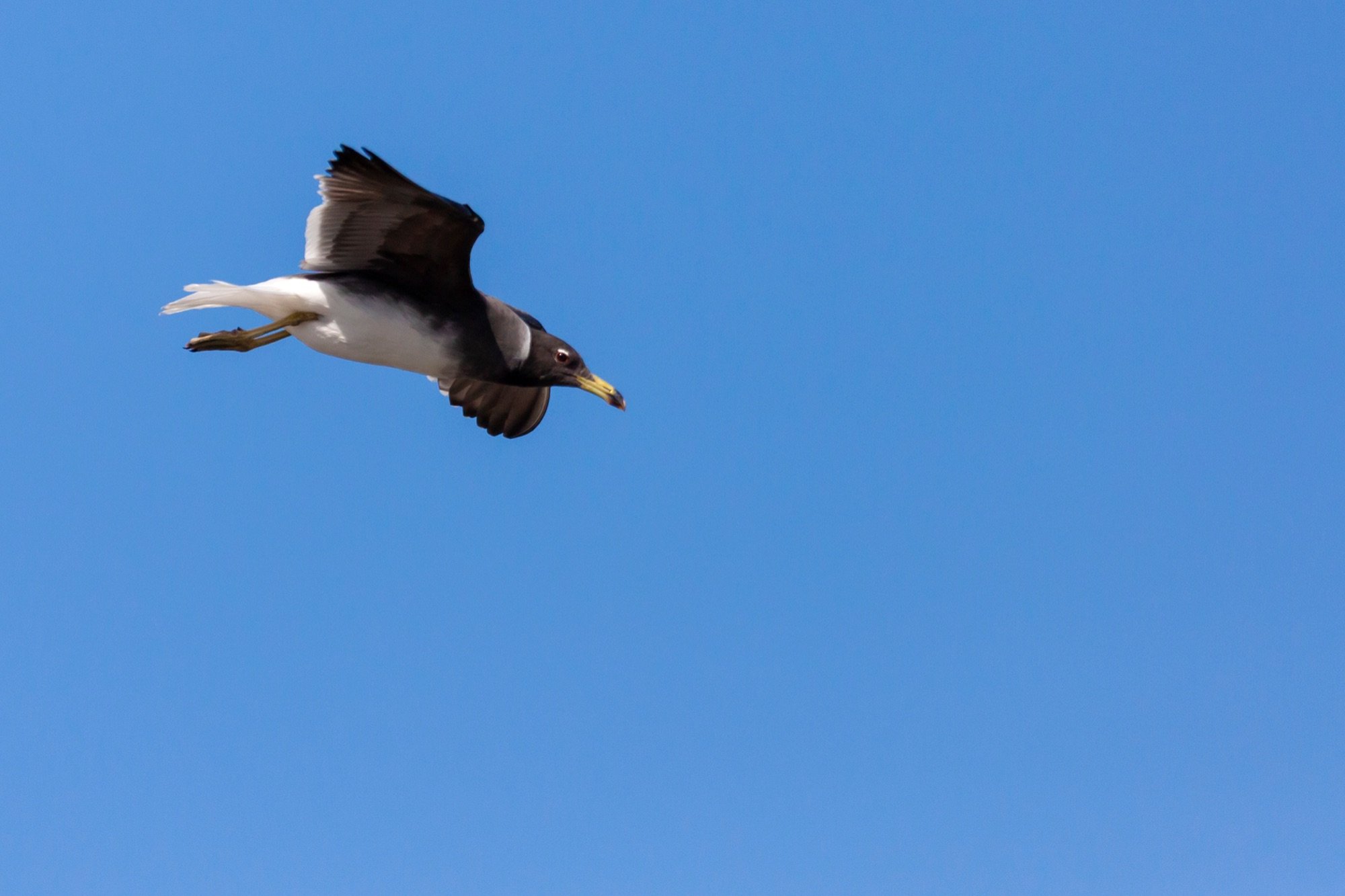 Sooty Gull