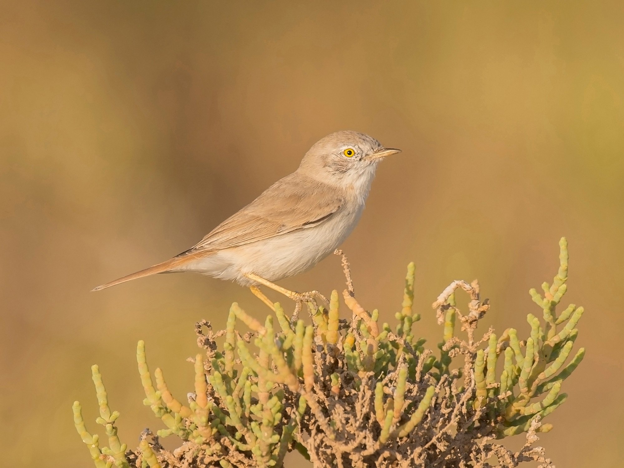 Asian Desert Warbler