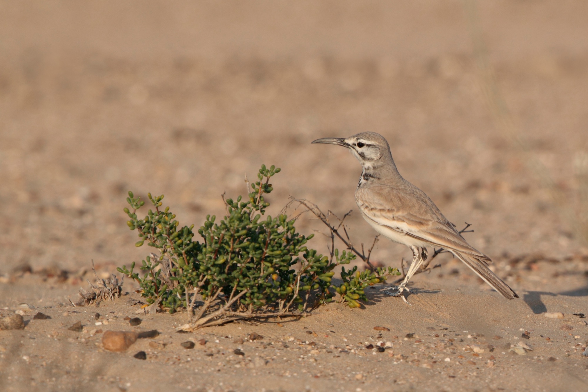 Greater Hoopoe Lark