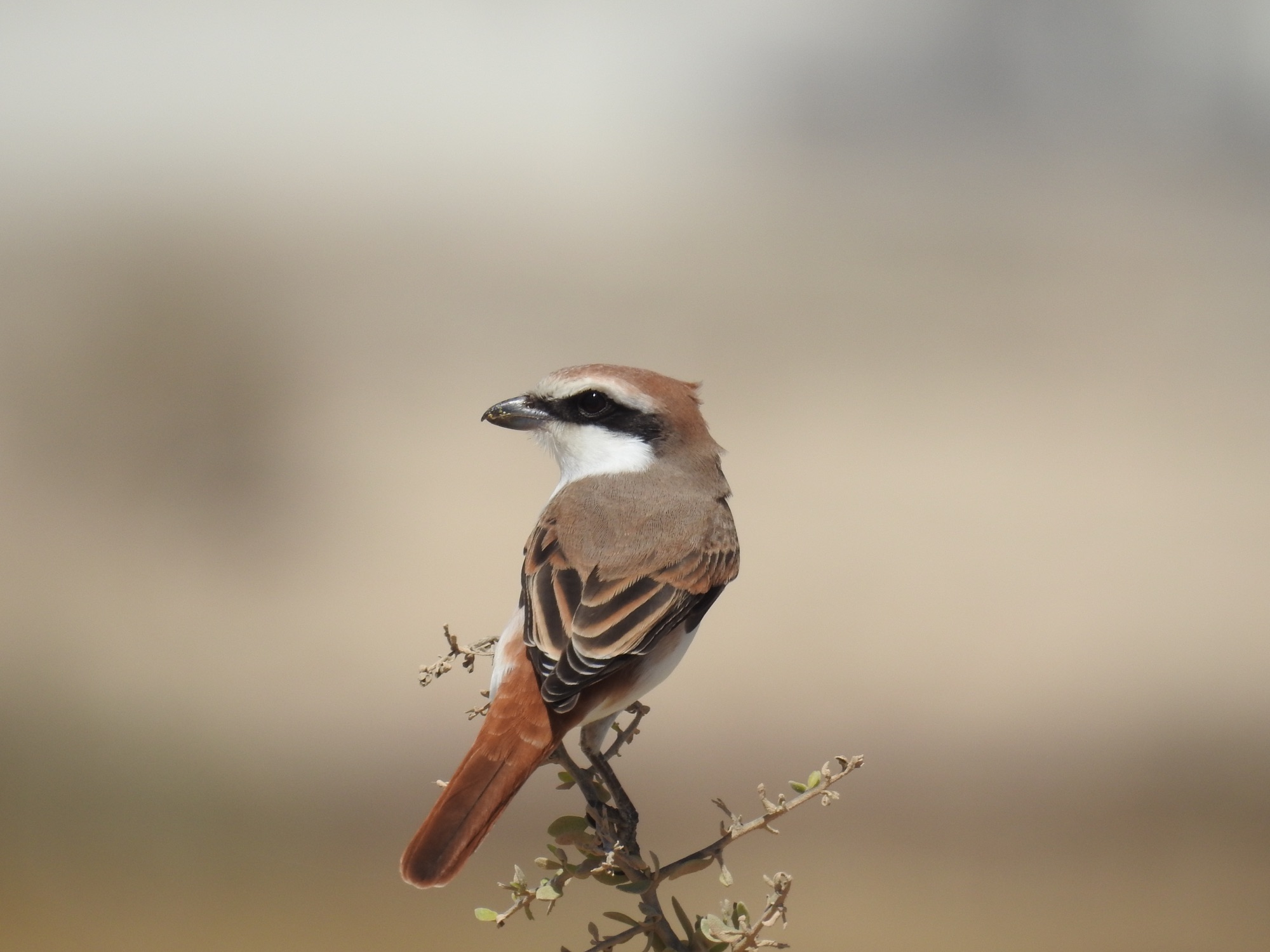 turkestan shrike