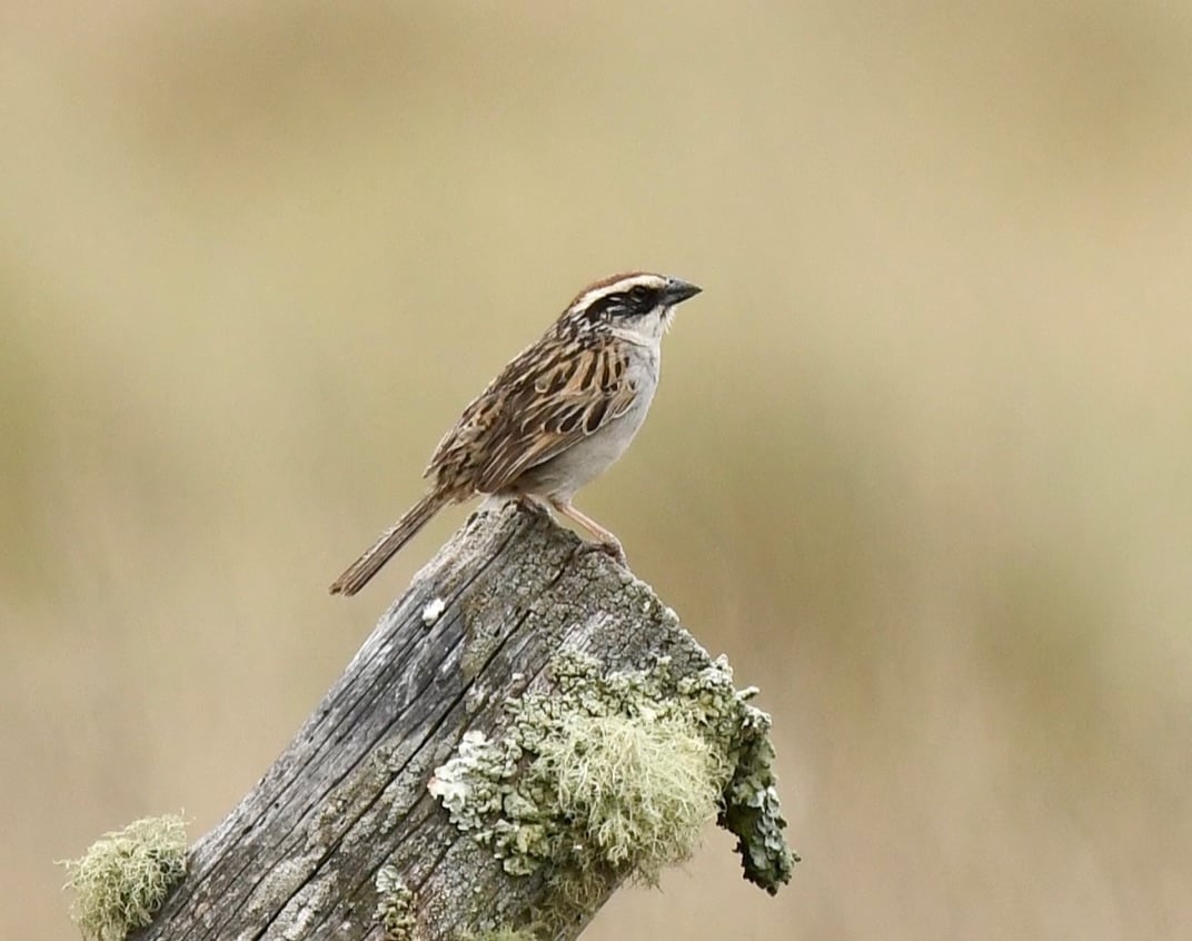 Striped Sparrow