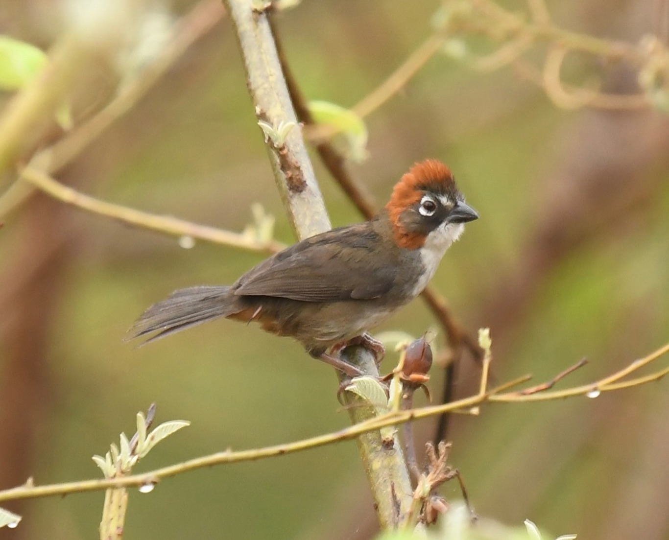 Rusty-crowned Ground-Sparrow