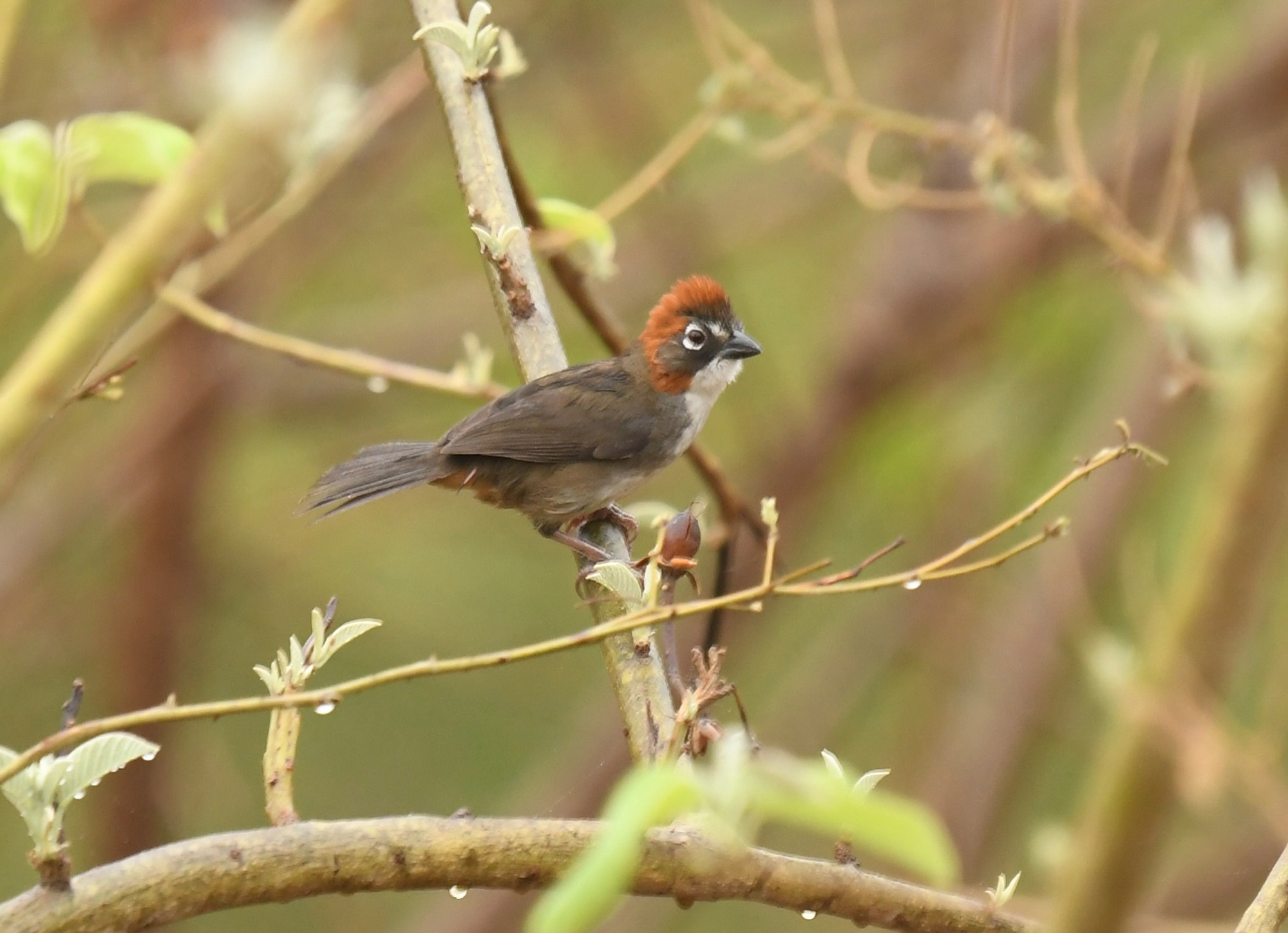 Rusty-crowned Ground-Sparrow