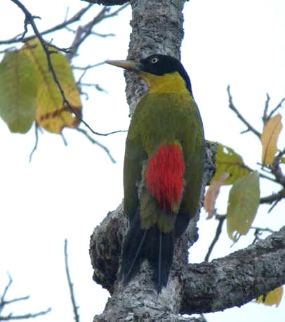 Black-headed-Woodpecker-4