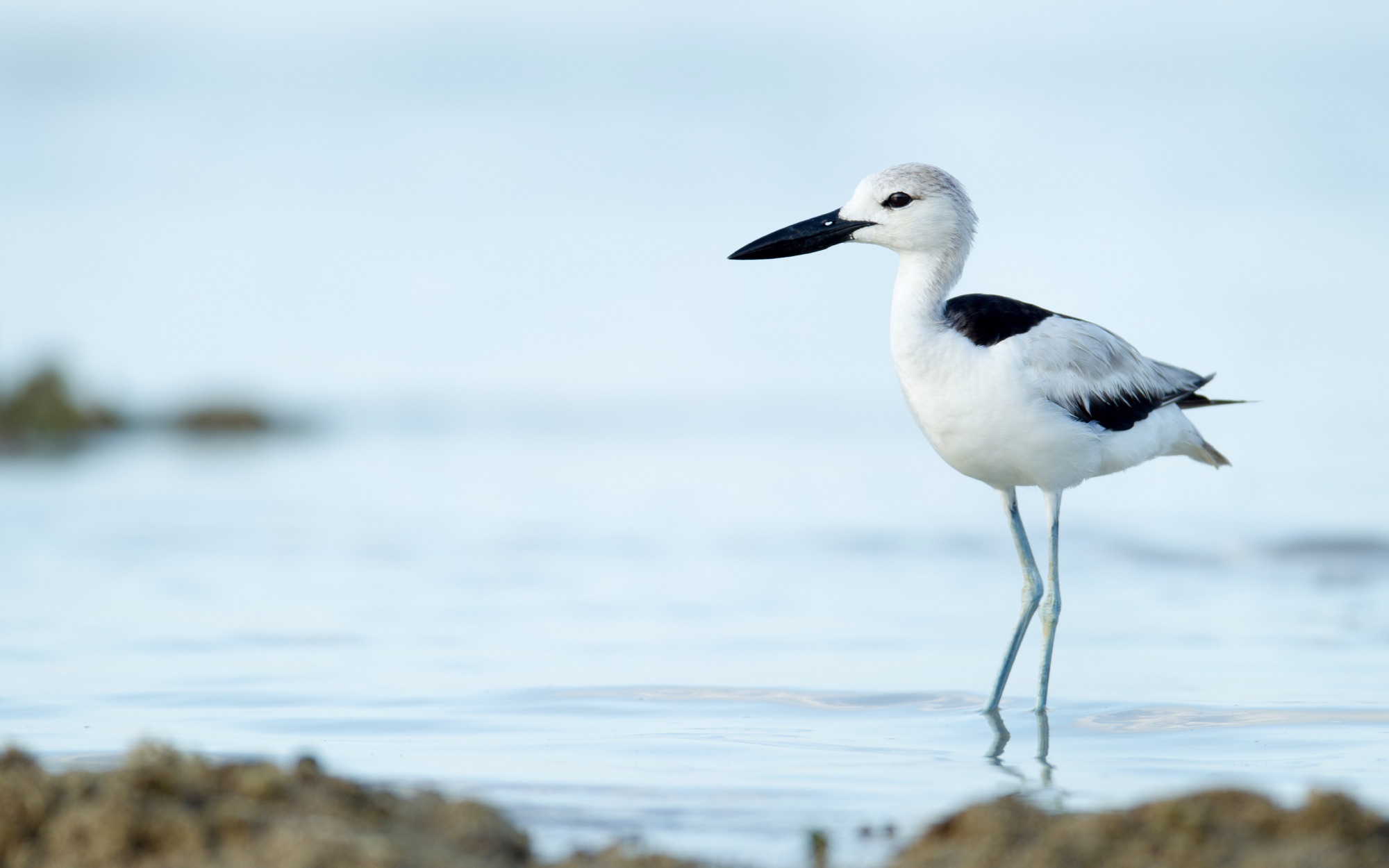 crab plover