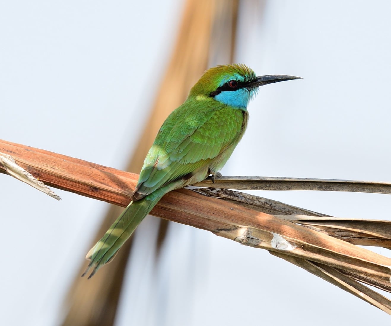 Arabian Green Bee-eater