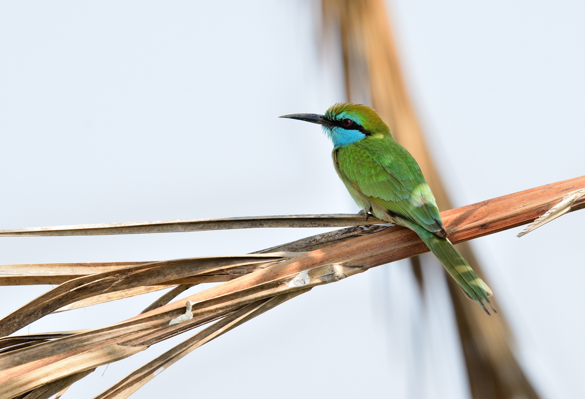 arabian green bee-eater