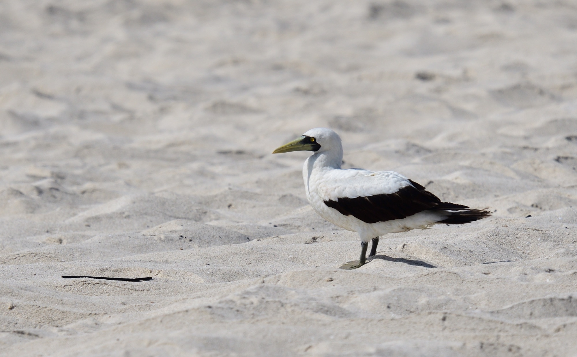 masked booby