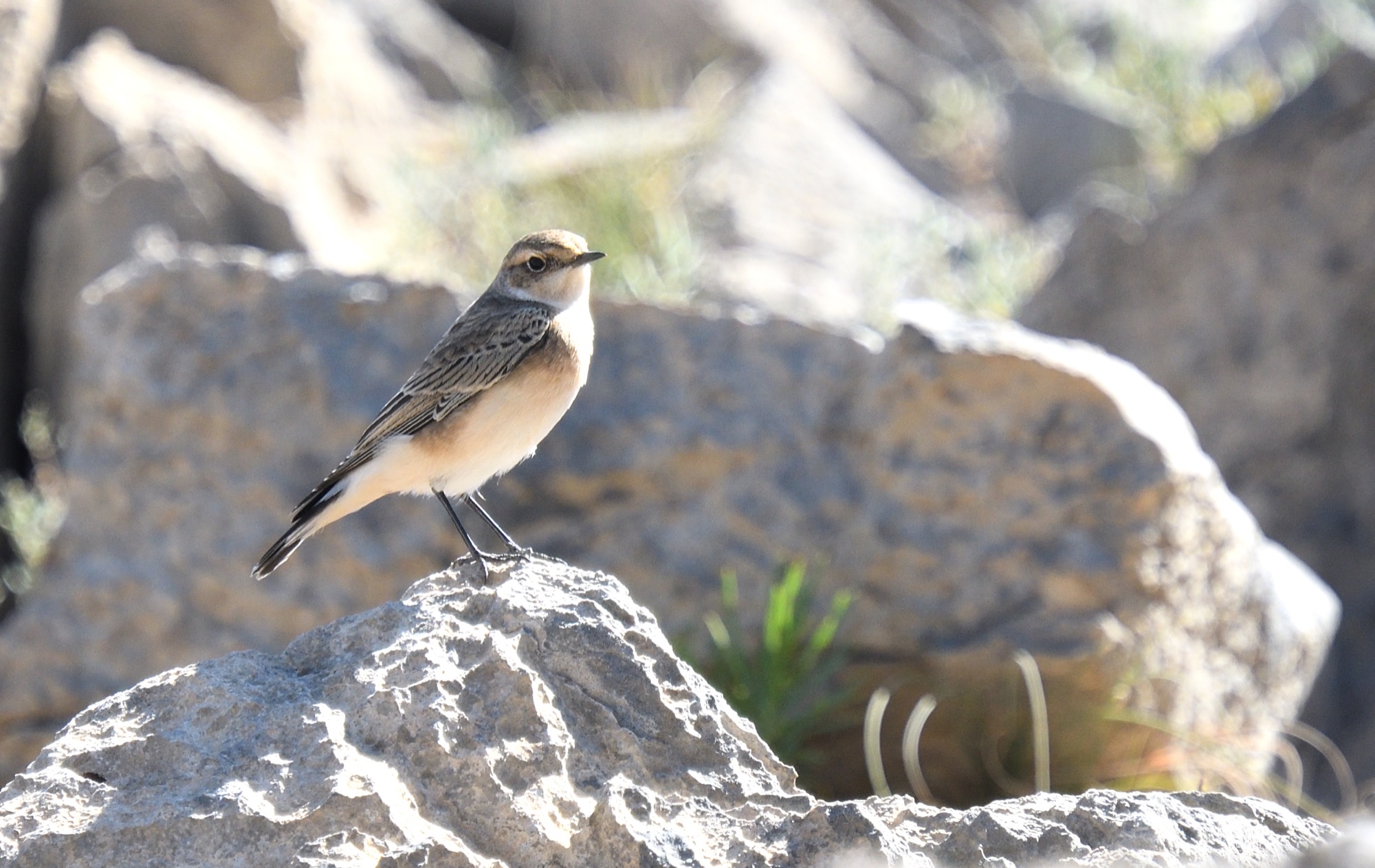 PIED WHEATEAR