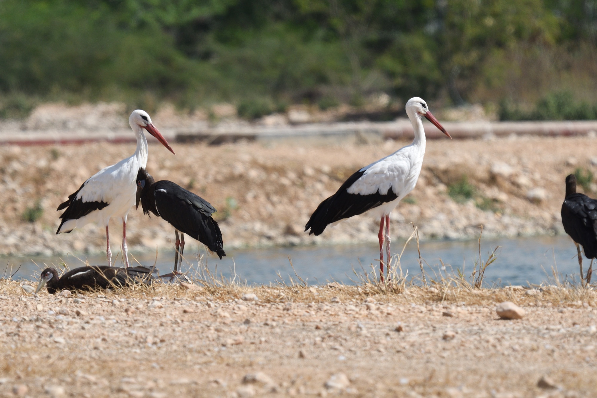 Abdim's Stork