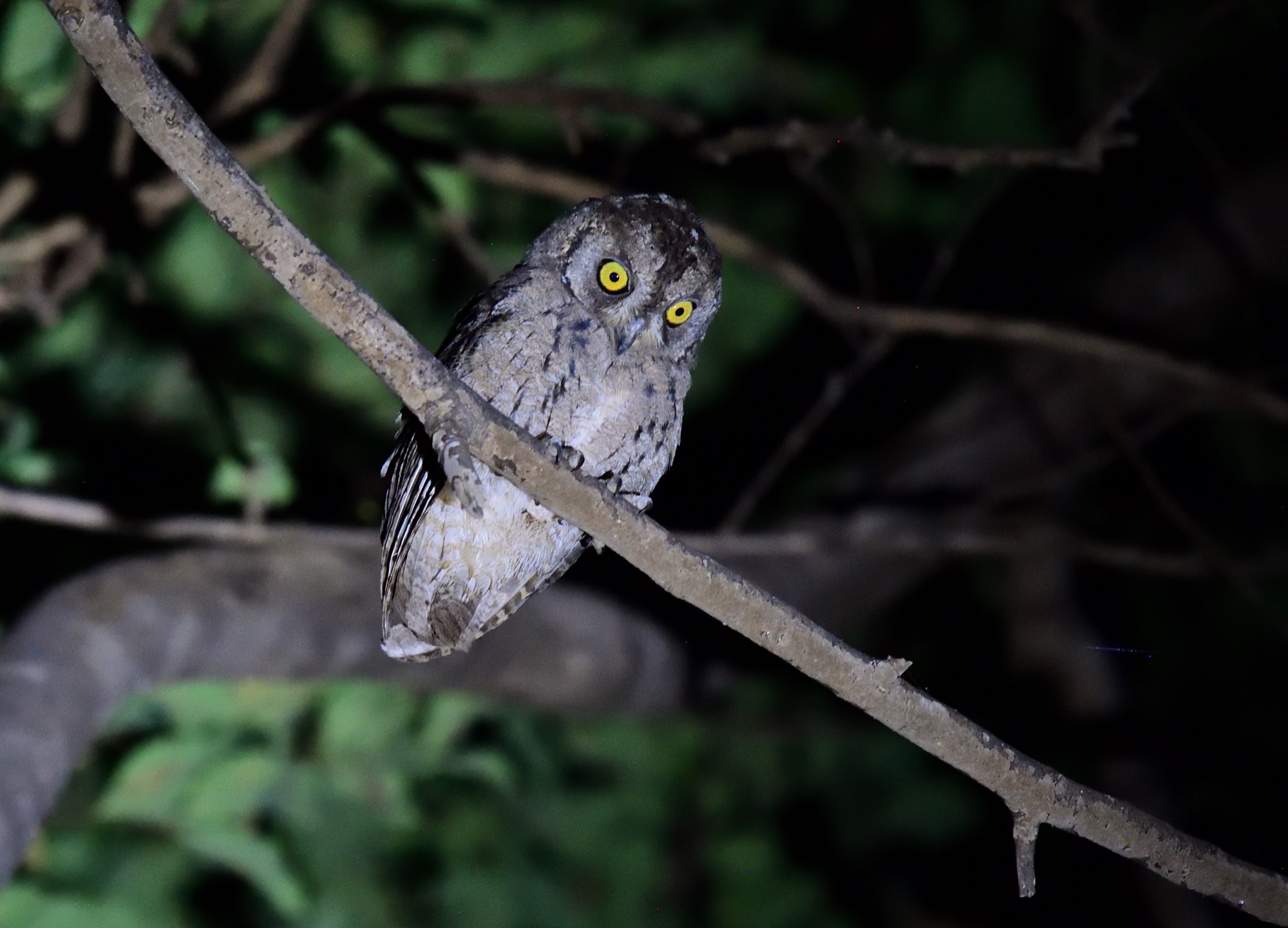 Arabian Scops Owl