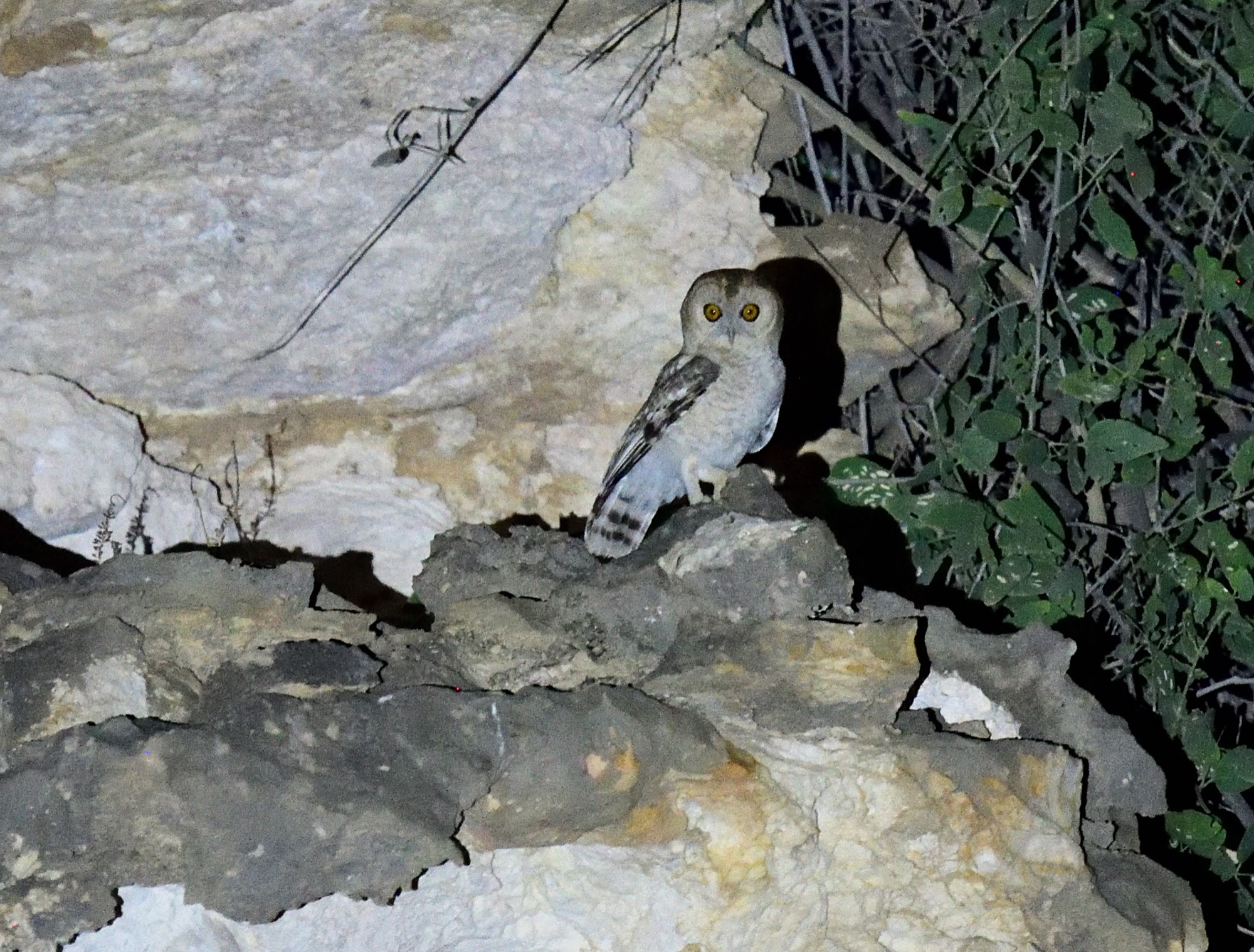 desert owl