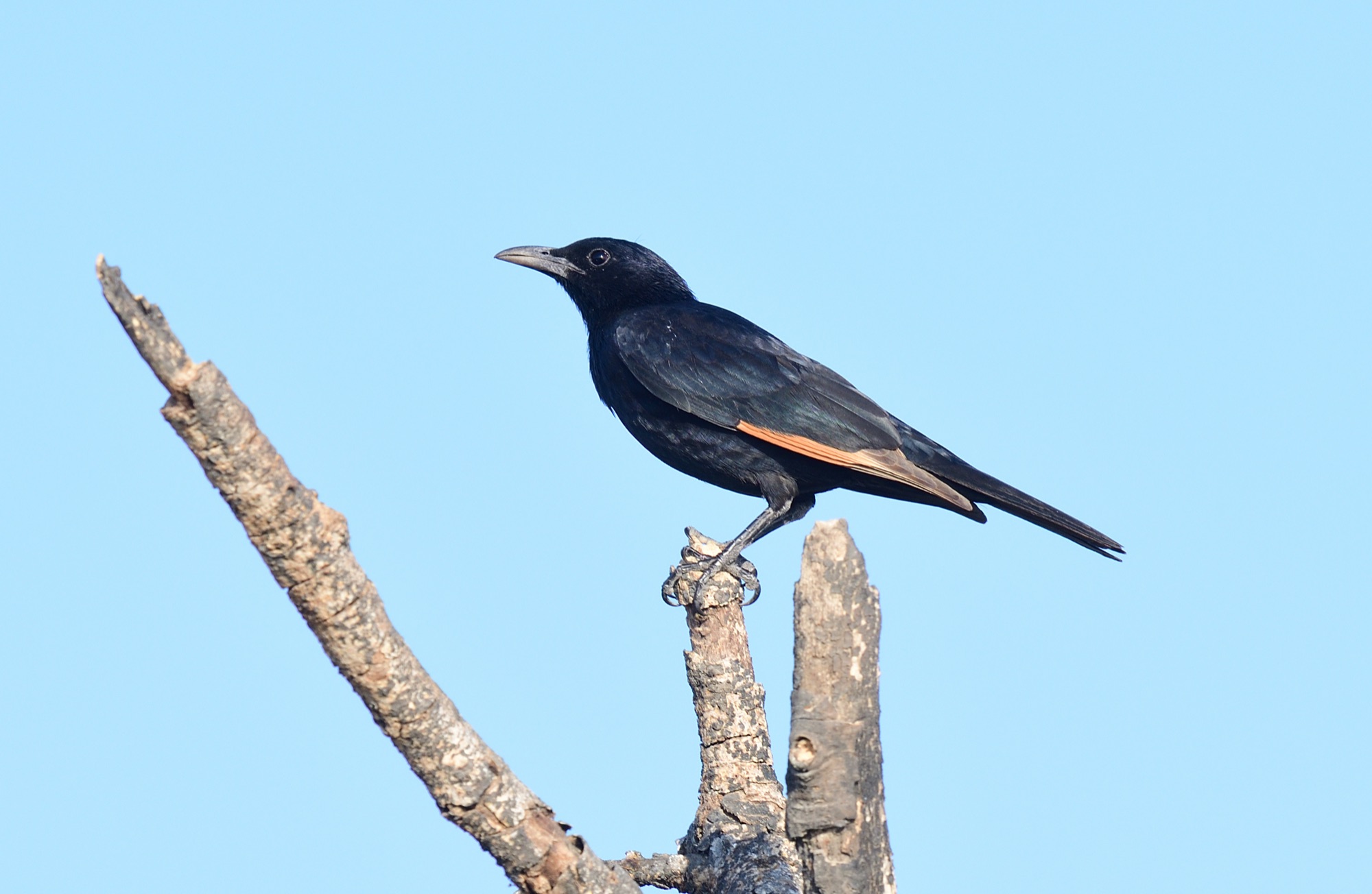 Tristram's Starling