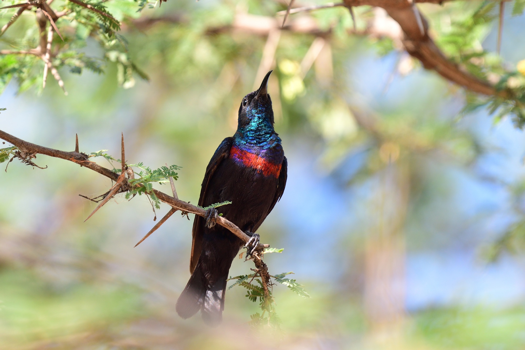 Shining Sunbird