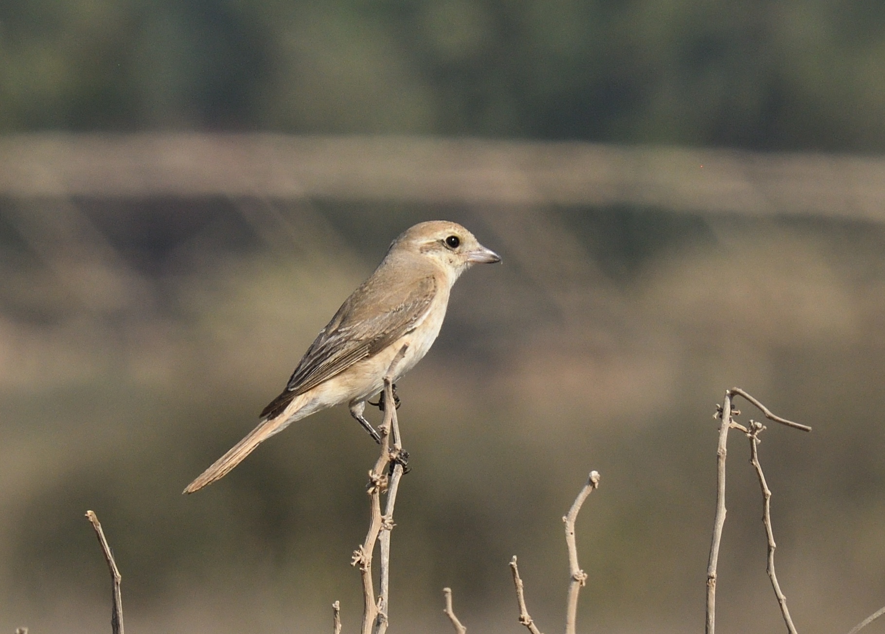 Daurian Shrike